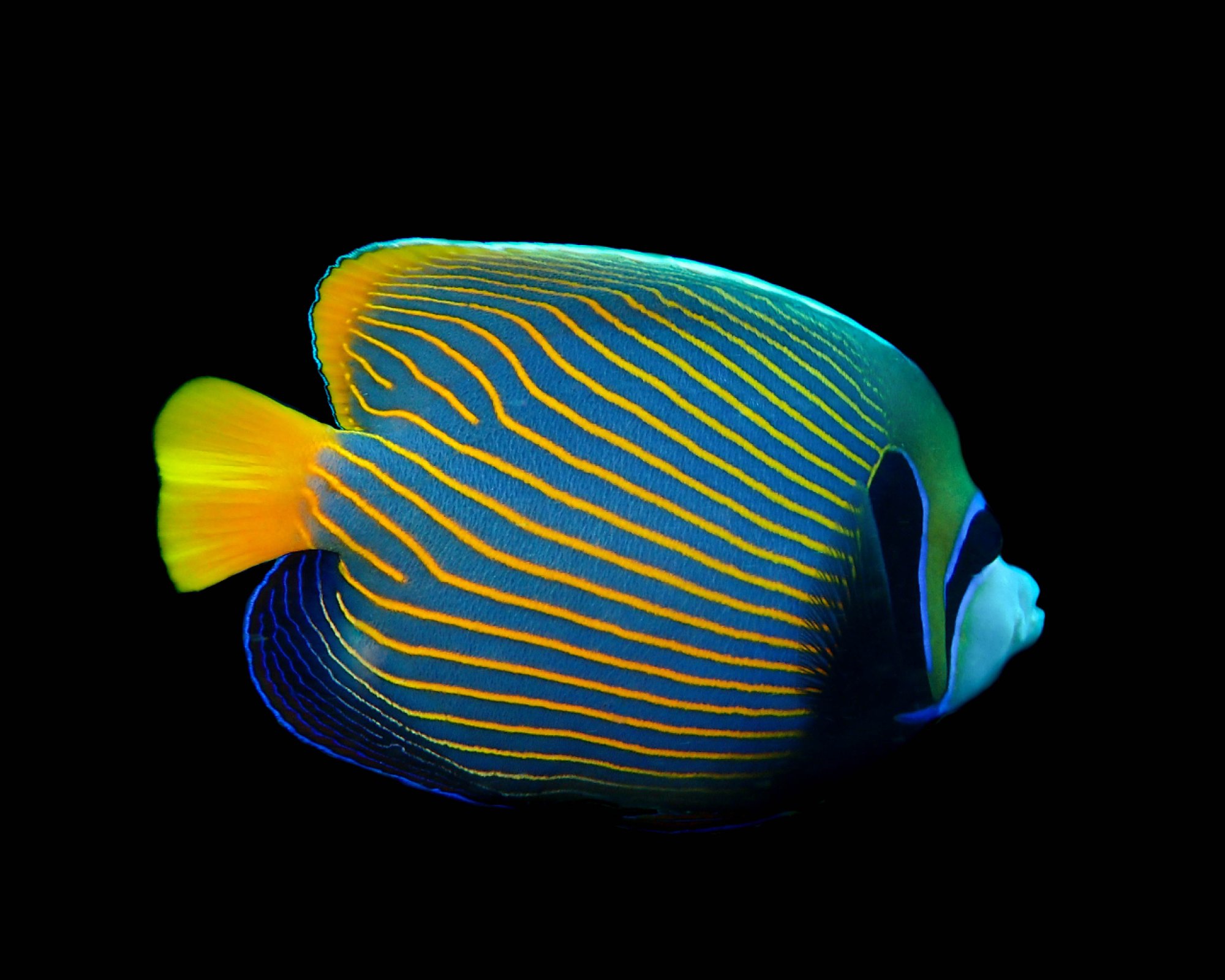 DivePoint Rannalhi, South Male Atoll