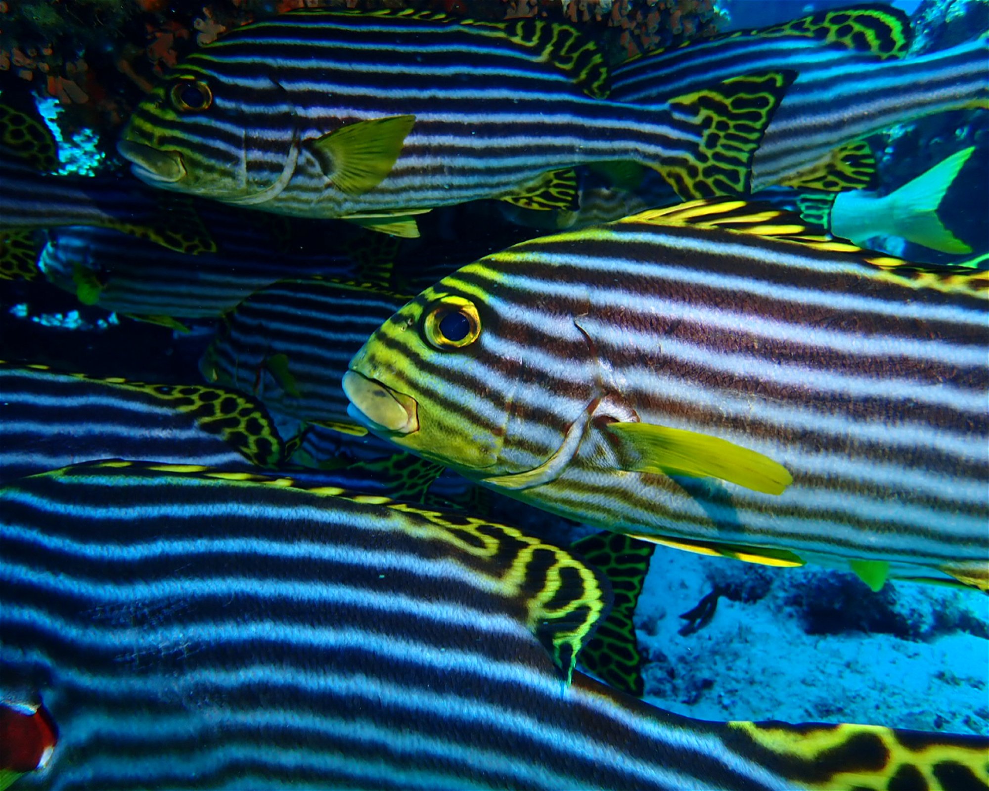 DivePoint Rannalhi, South Male Atoll