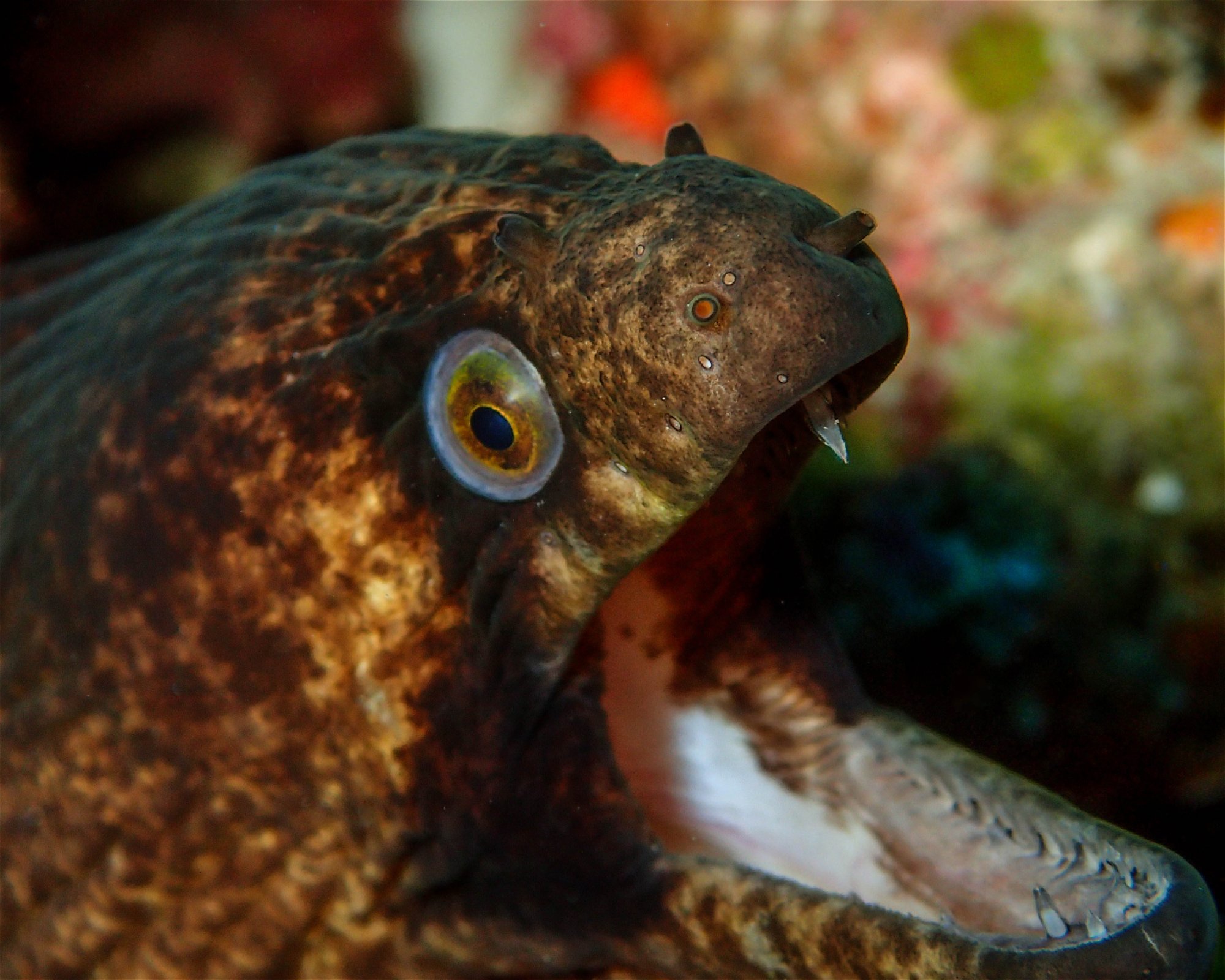 DivePoint Rannalhi, South Male Atoll