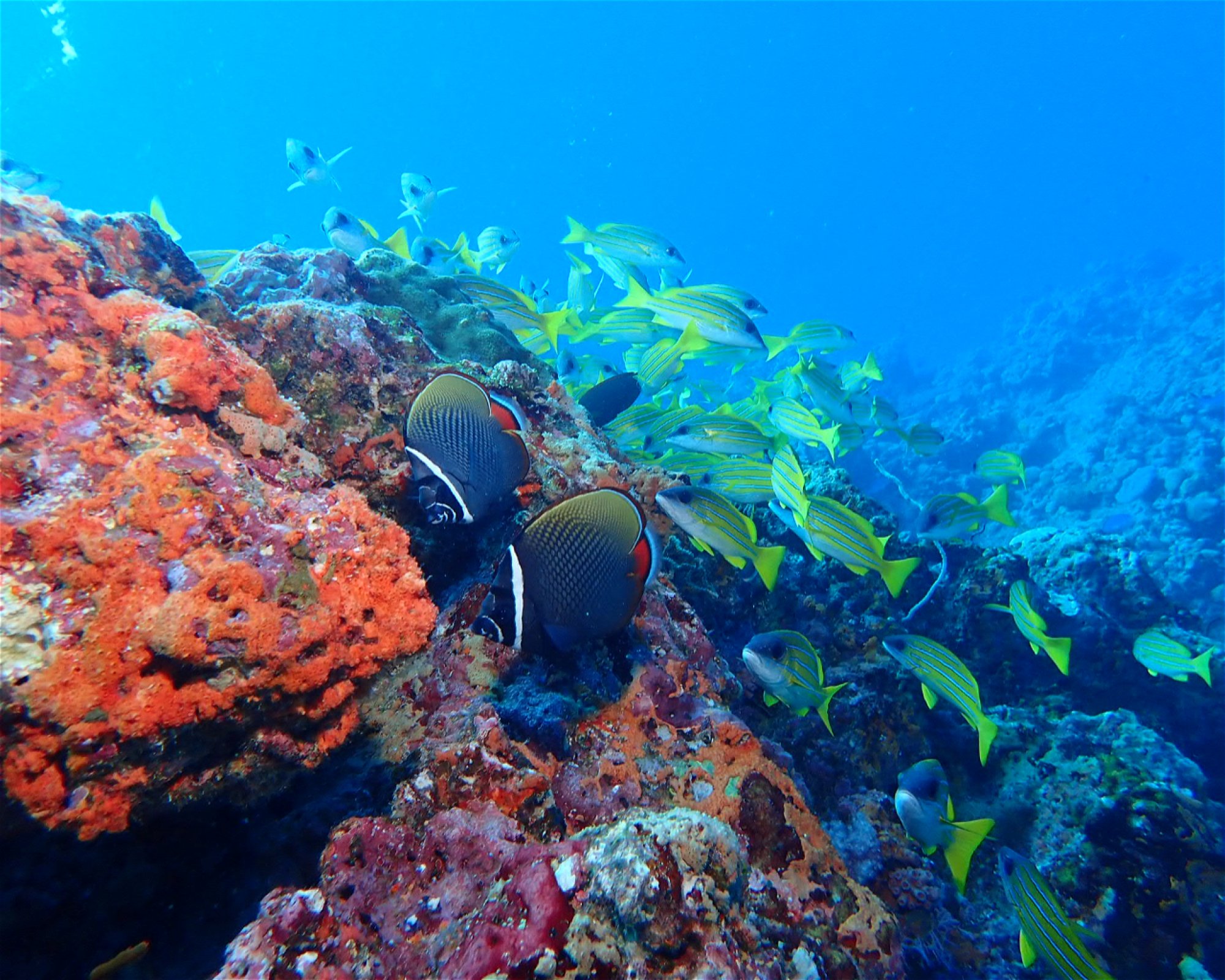 DivePoint Rannalhi, South Male Atoll