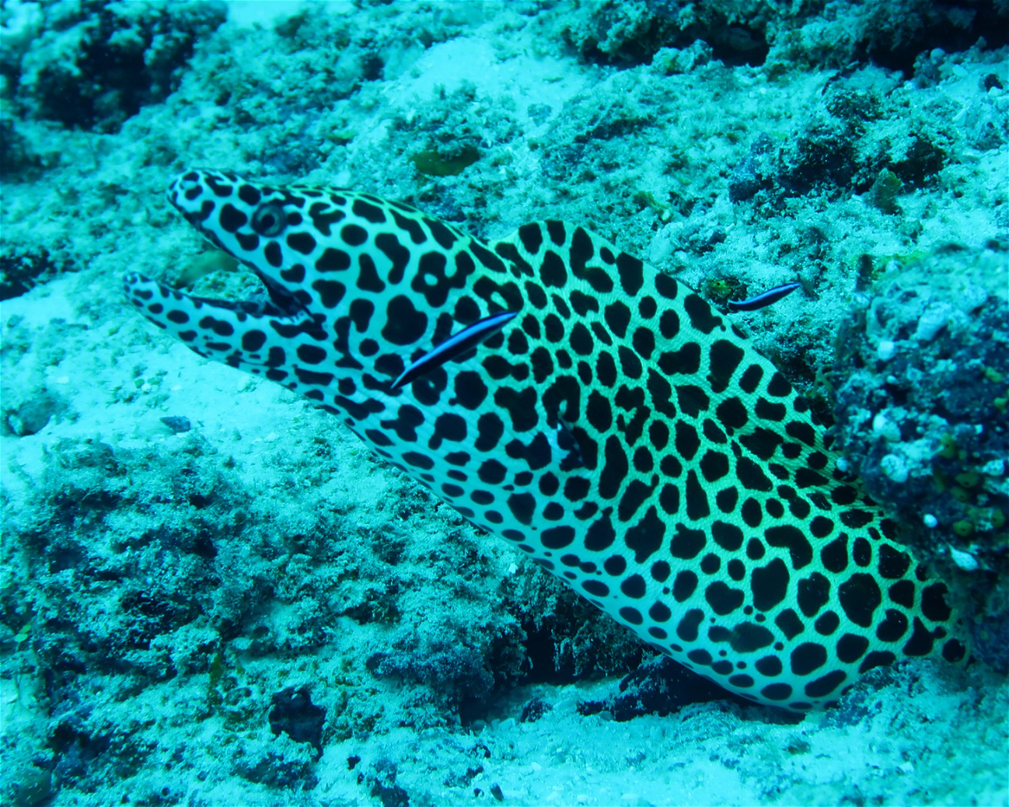 DivePoint Hudhuran Fushi, 20193 Male