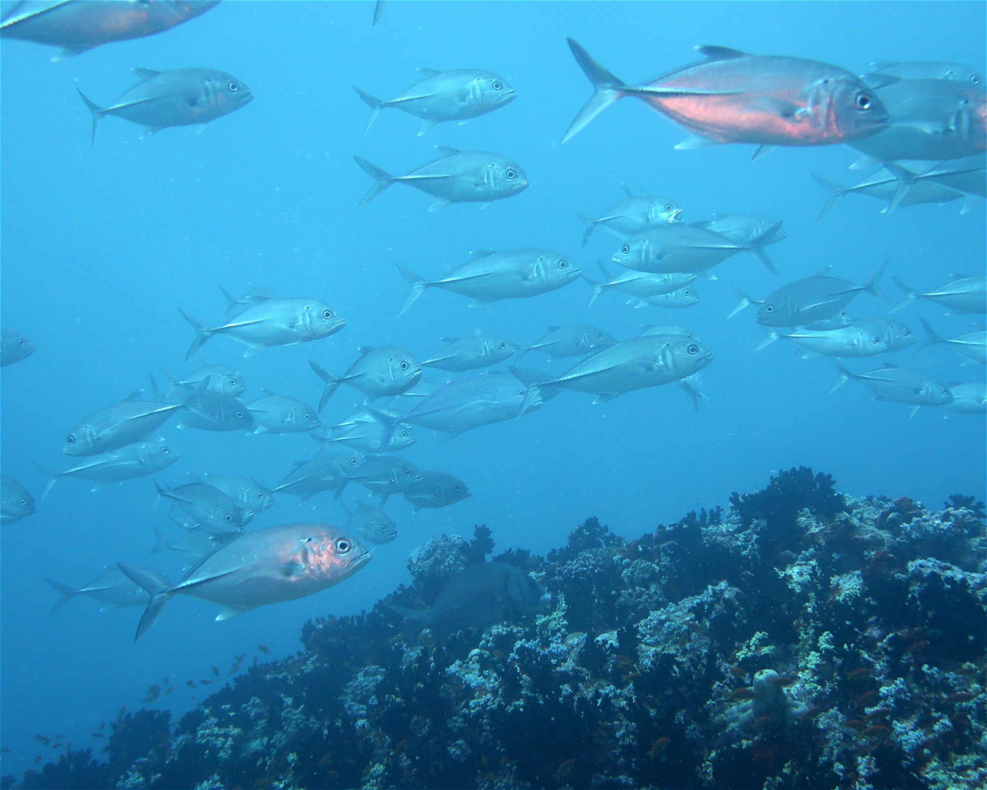 DivePoint Hudhuran Fushi, 20193 Male