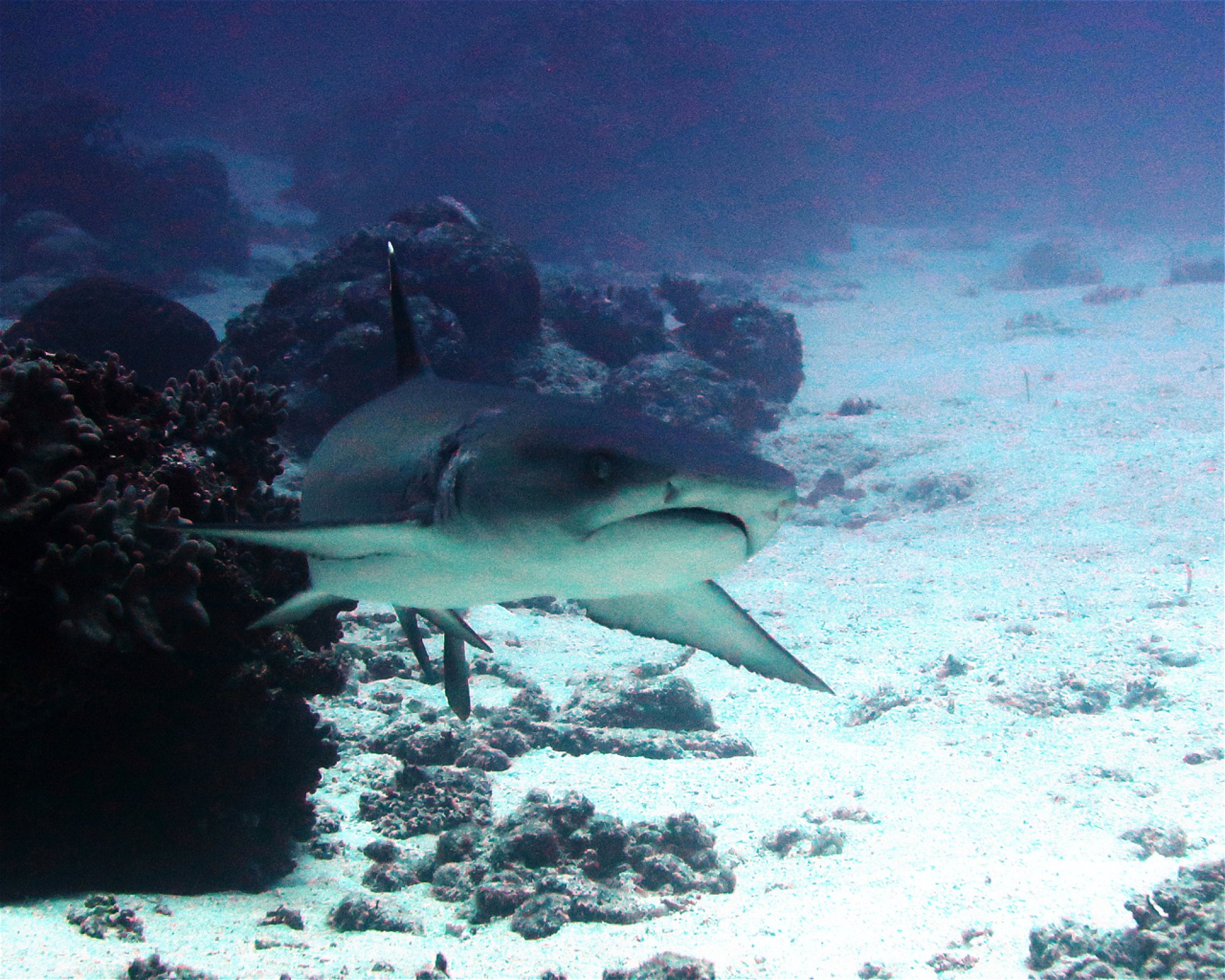DivePoint Hudhuran Fushi, 20193 Male
