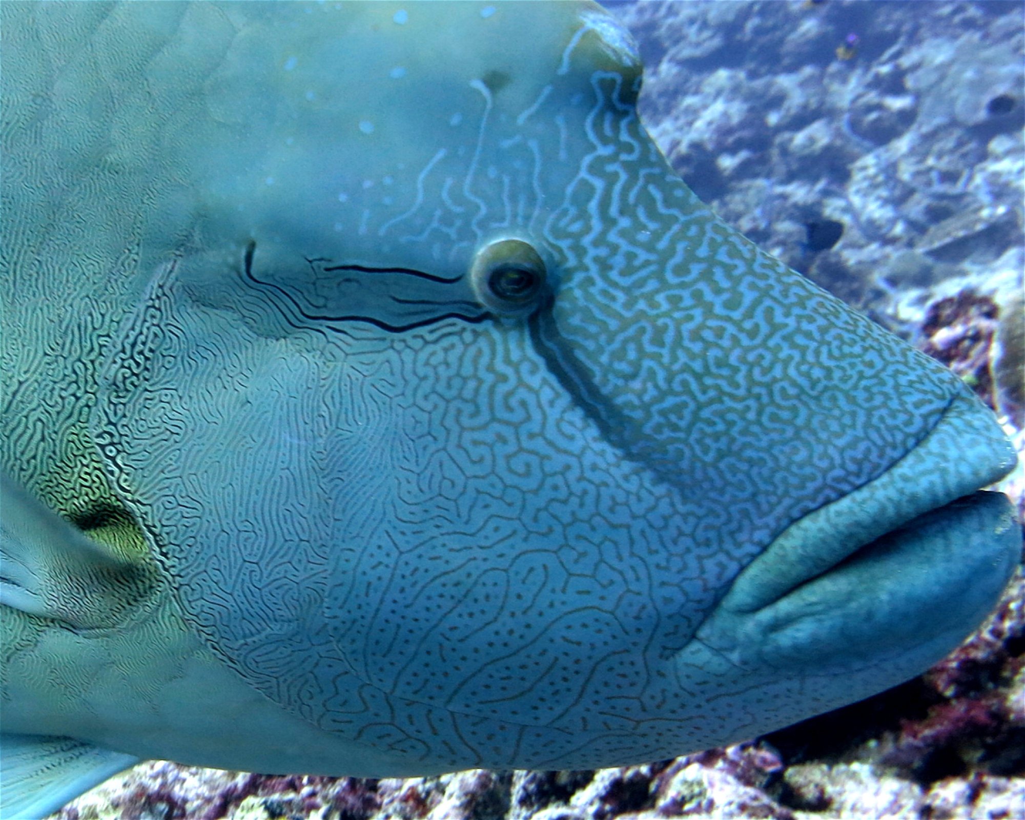DivePoint Hudhuran Fushi, 20193 Male