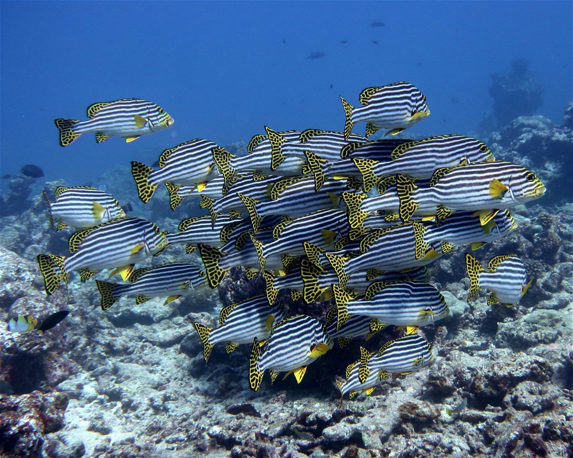 DivePoint Hudhuran Fushi, 20193 Male