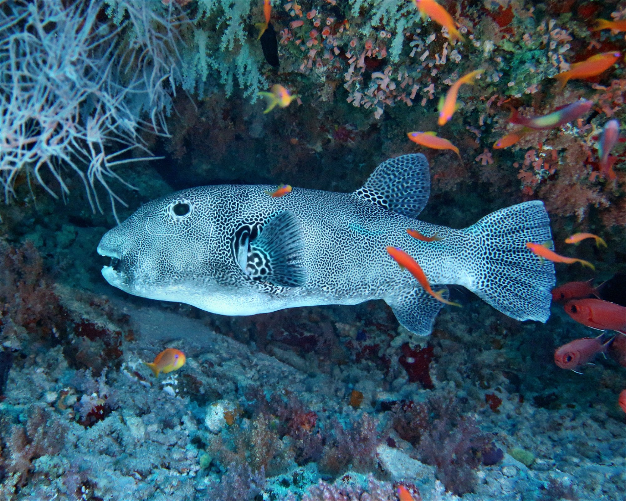 DivePoint Hudhuran Fushi, 20193 Male