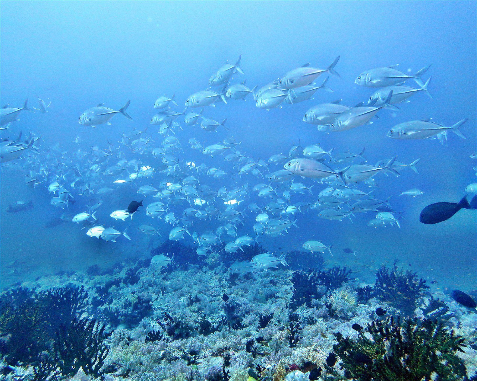 DivePoint Hudhuran Fushi, 20193 Male