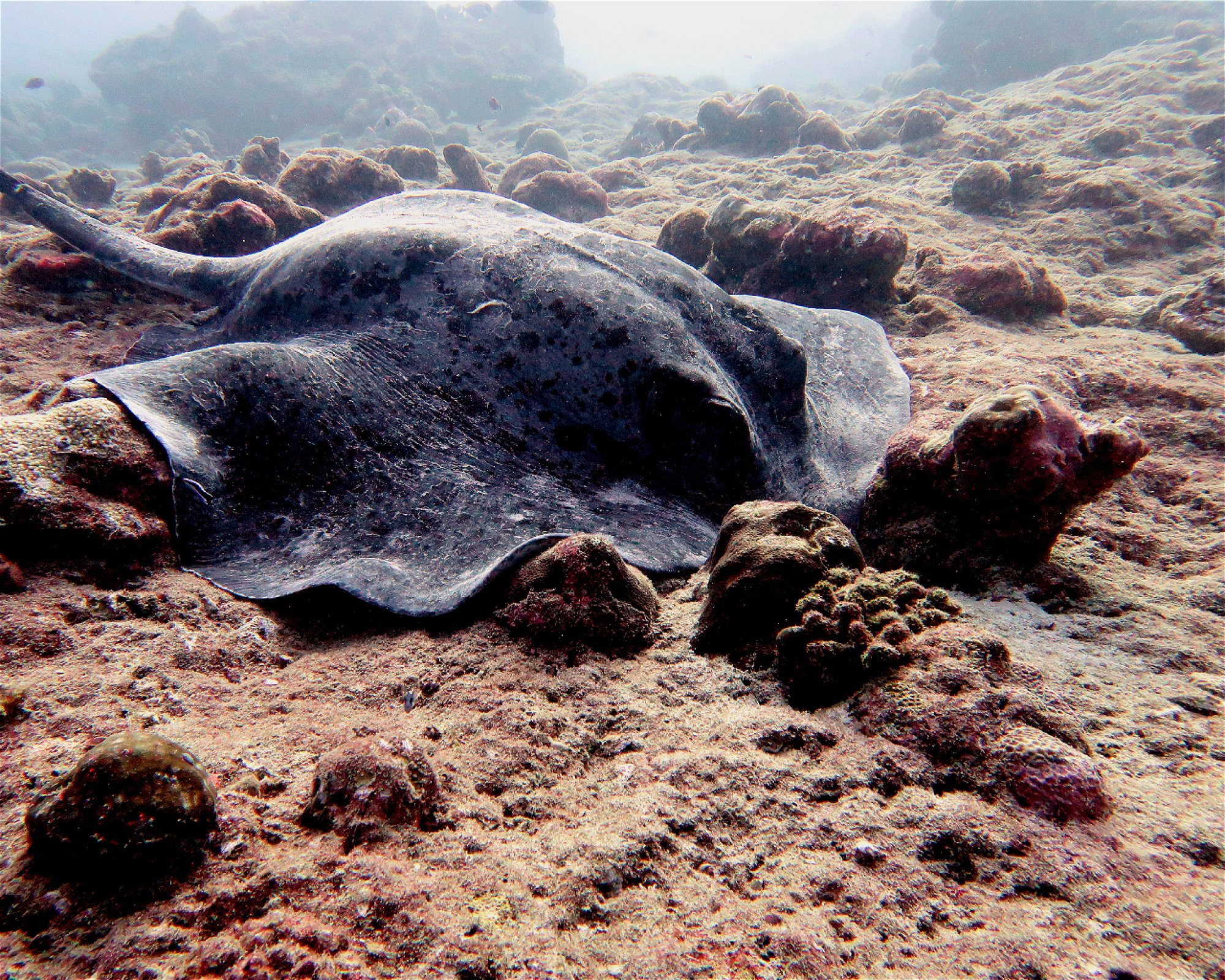 DivePoint Hudhuran Fushi, 20193 Male