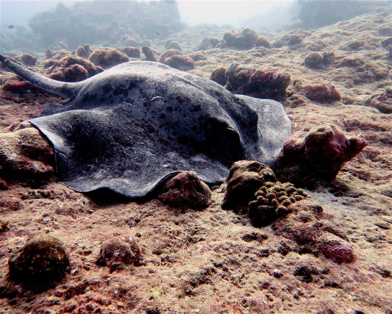 Divesite Image