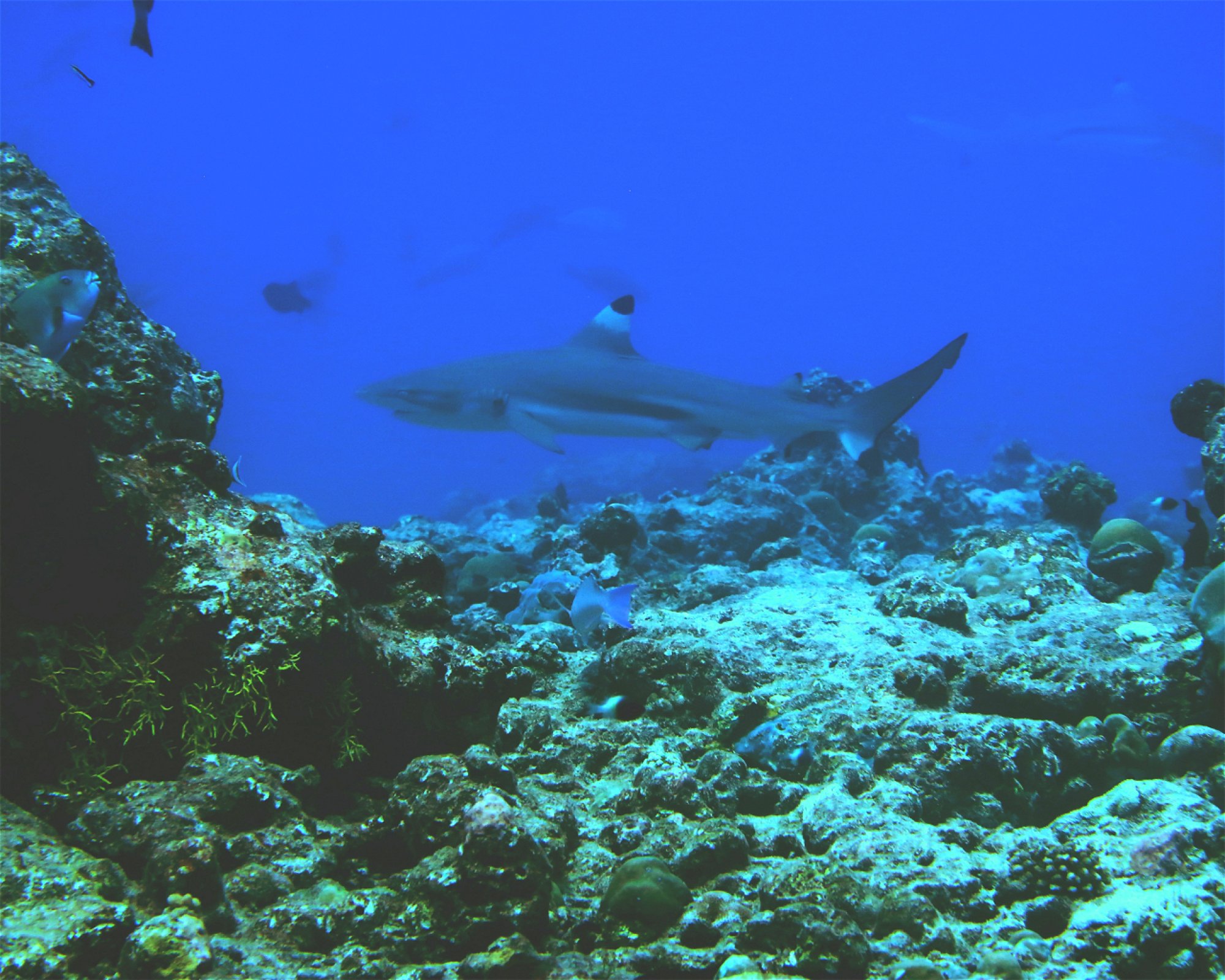 DivePoint Hudhuran Fushi, 20193 Male