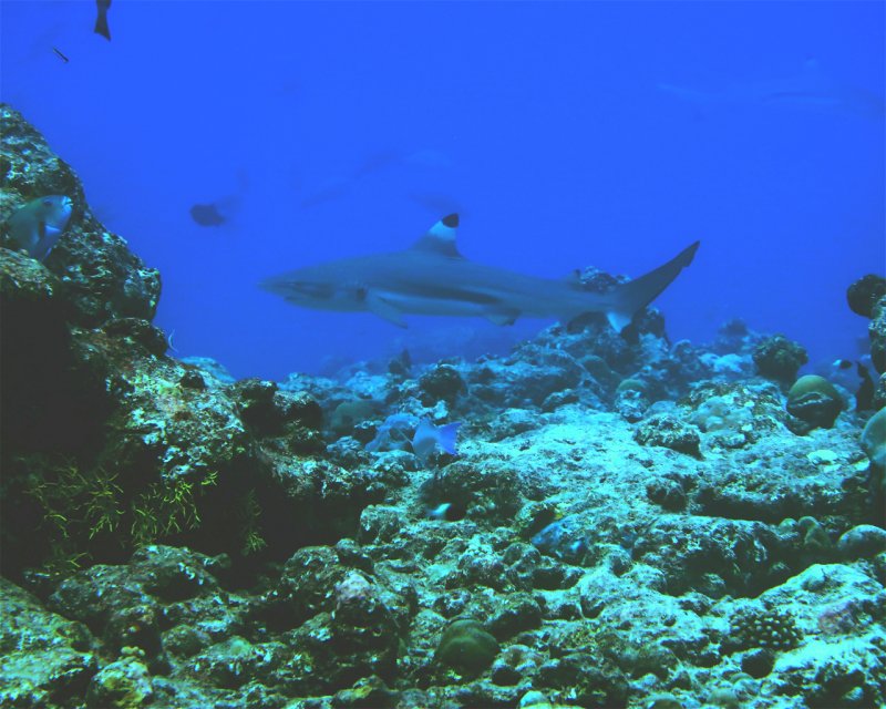 Divesite Image