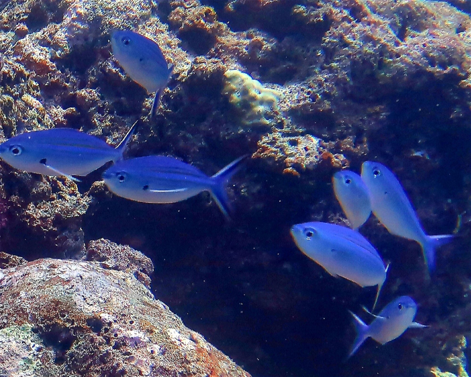DivePoint Hudhuran Fushi, 20193 Male