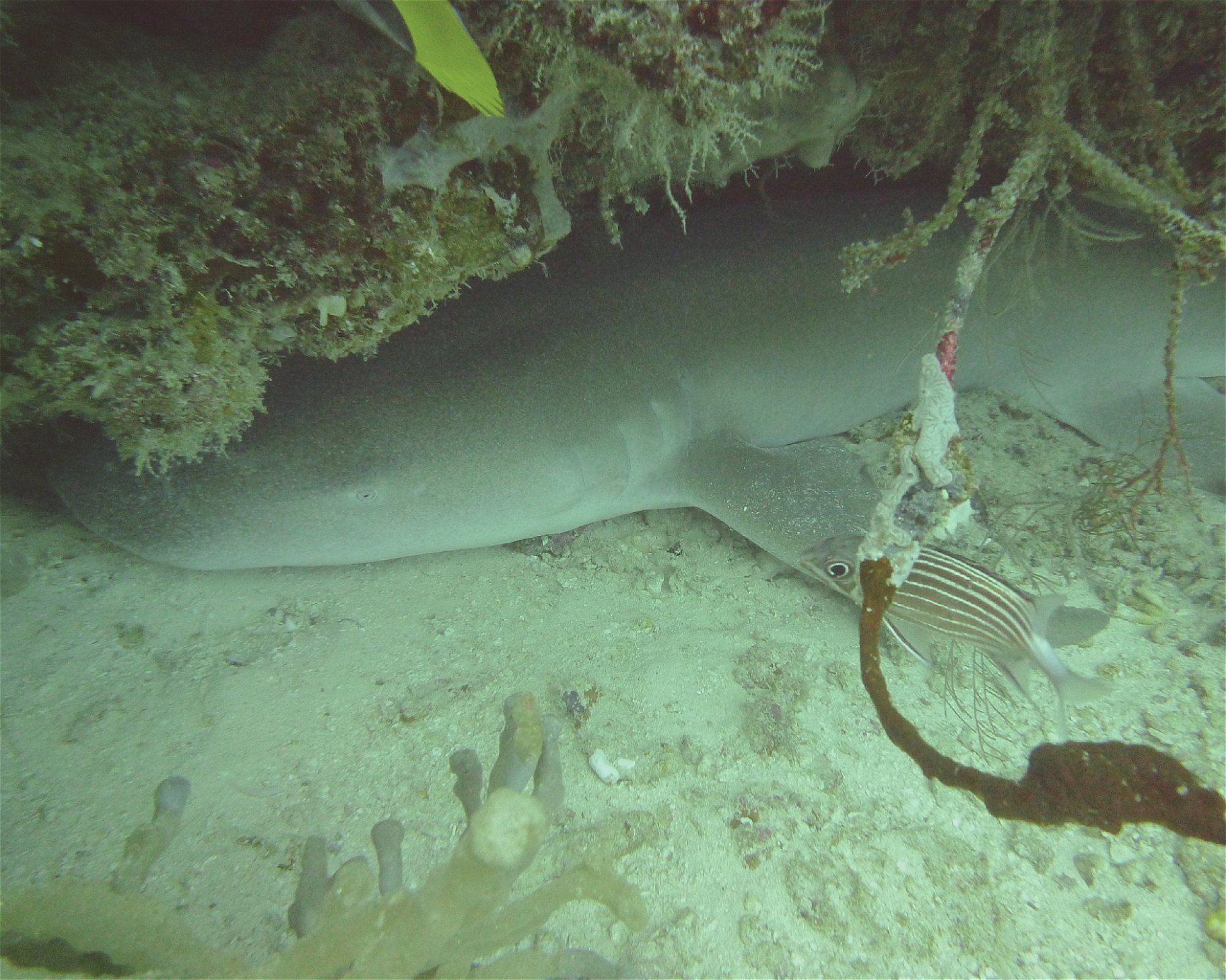 DivePoint Hudhuran Fushi, 20193 Male