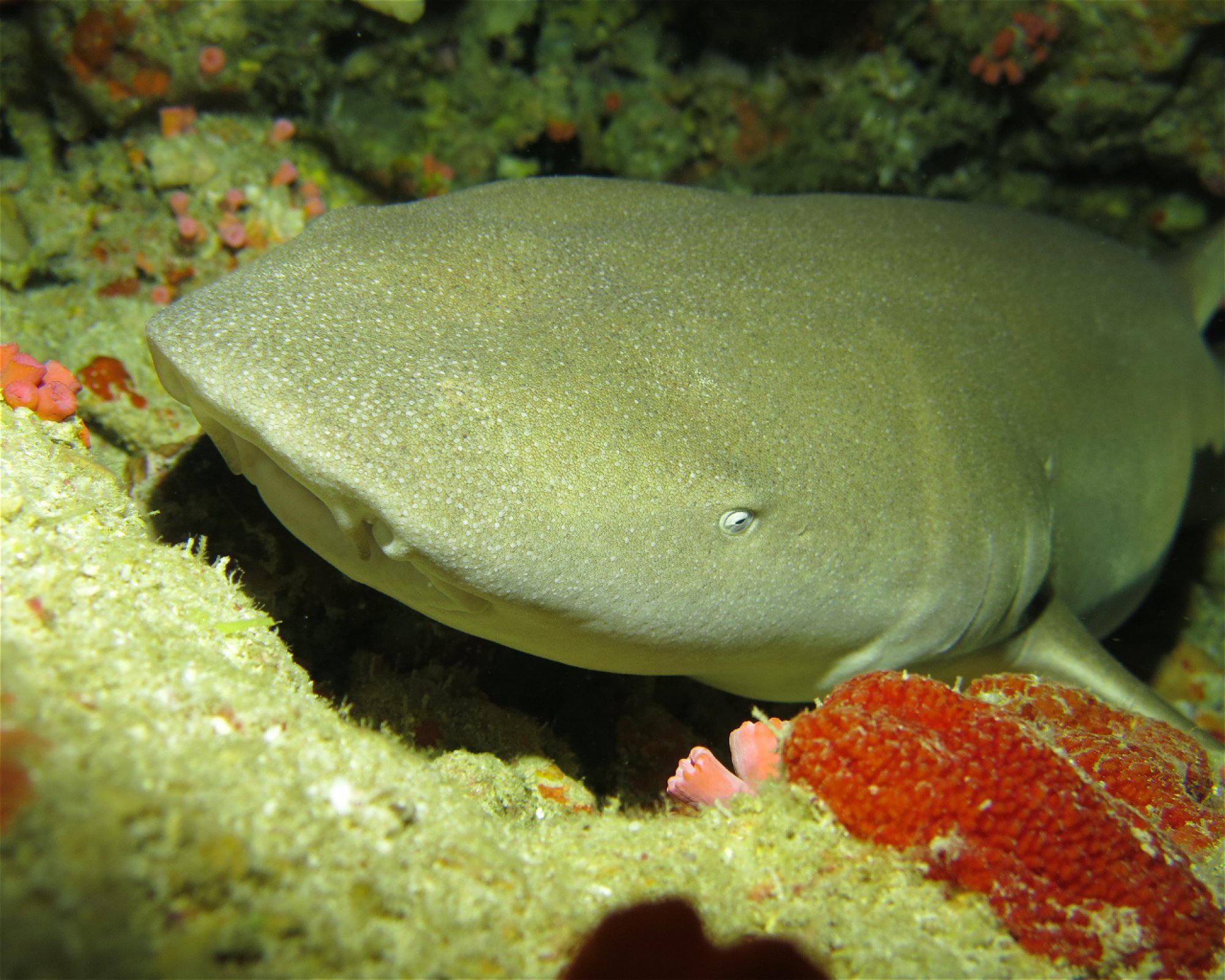 DivePoint Hudhuran Fushi, 20193 Male