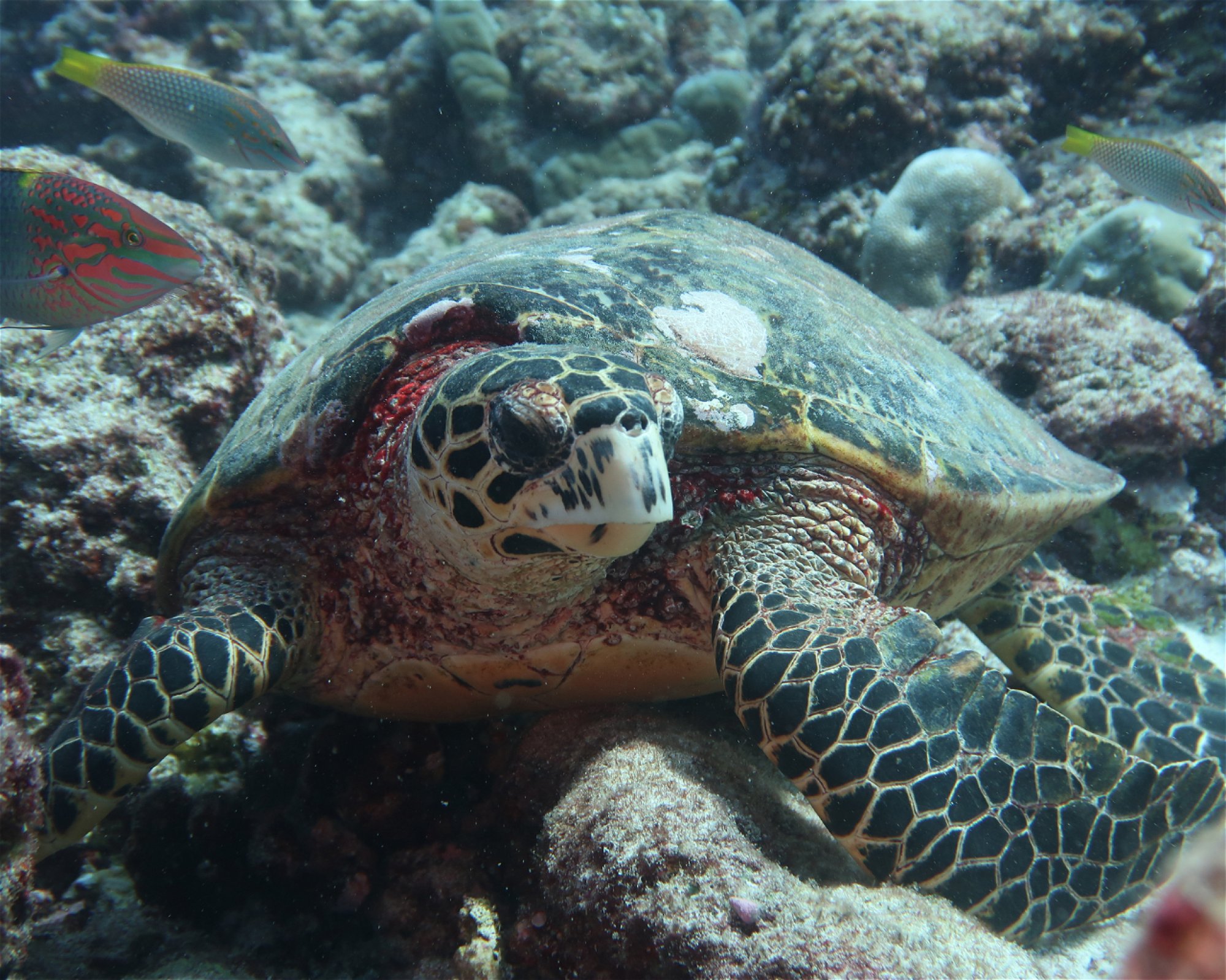 DivePoint Hudhuran Fushi, 20193 Male