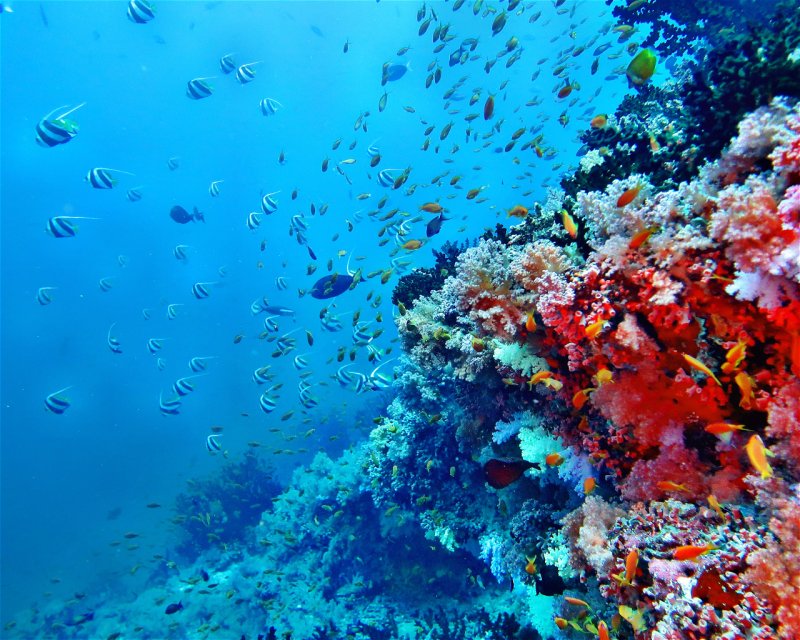 Divesite Image