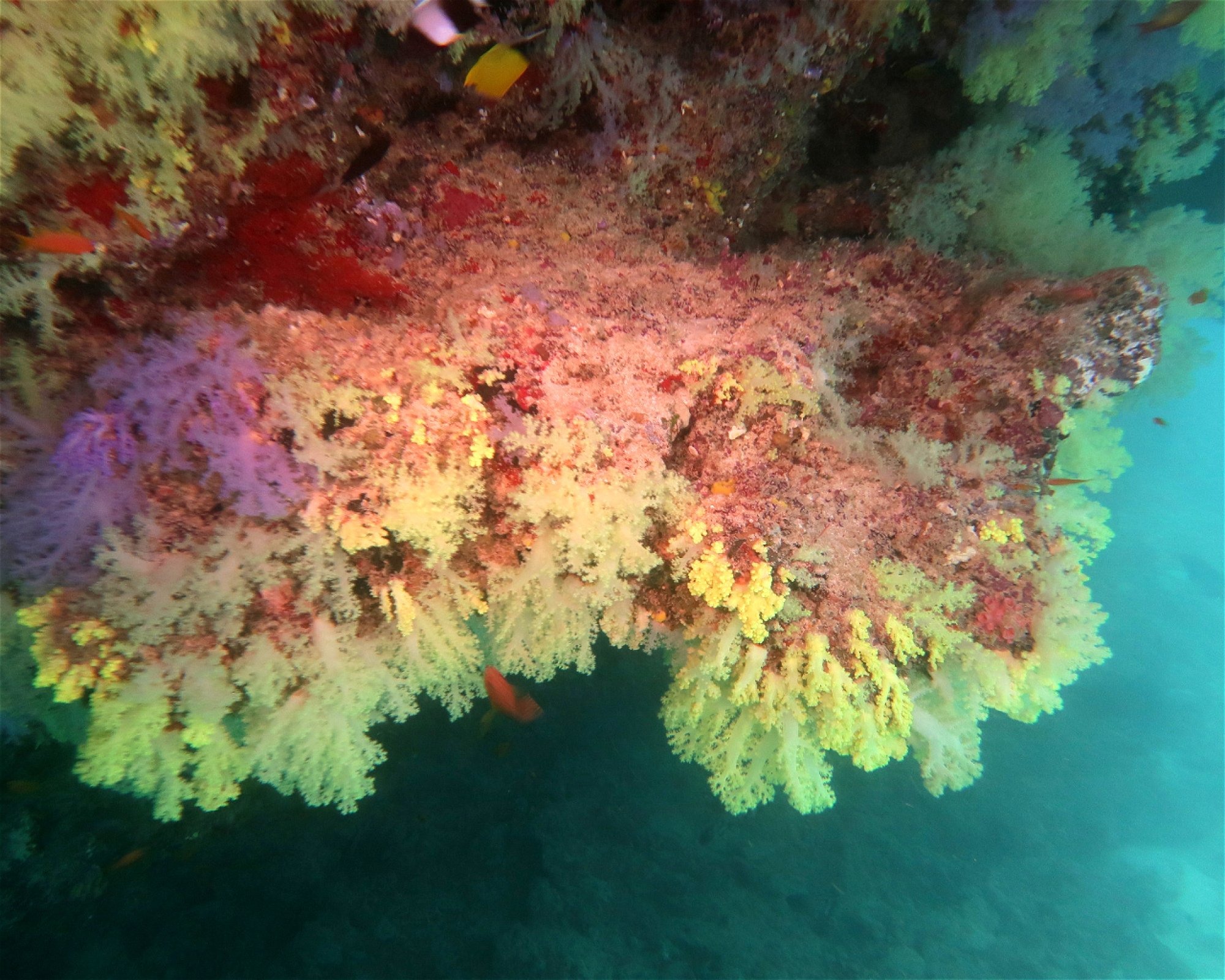 DivePoint Hudhuran Fushi, 20193 Male