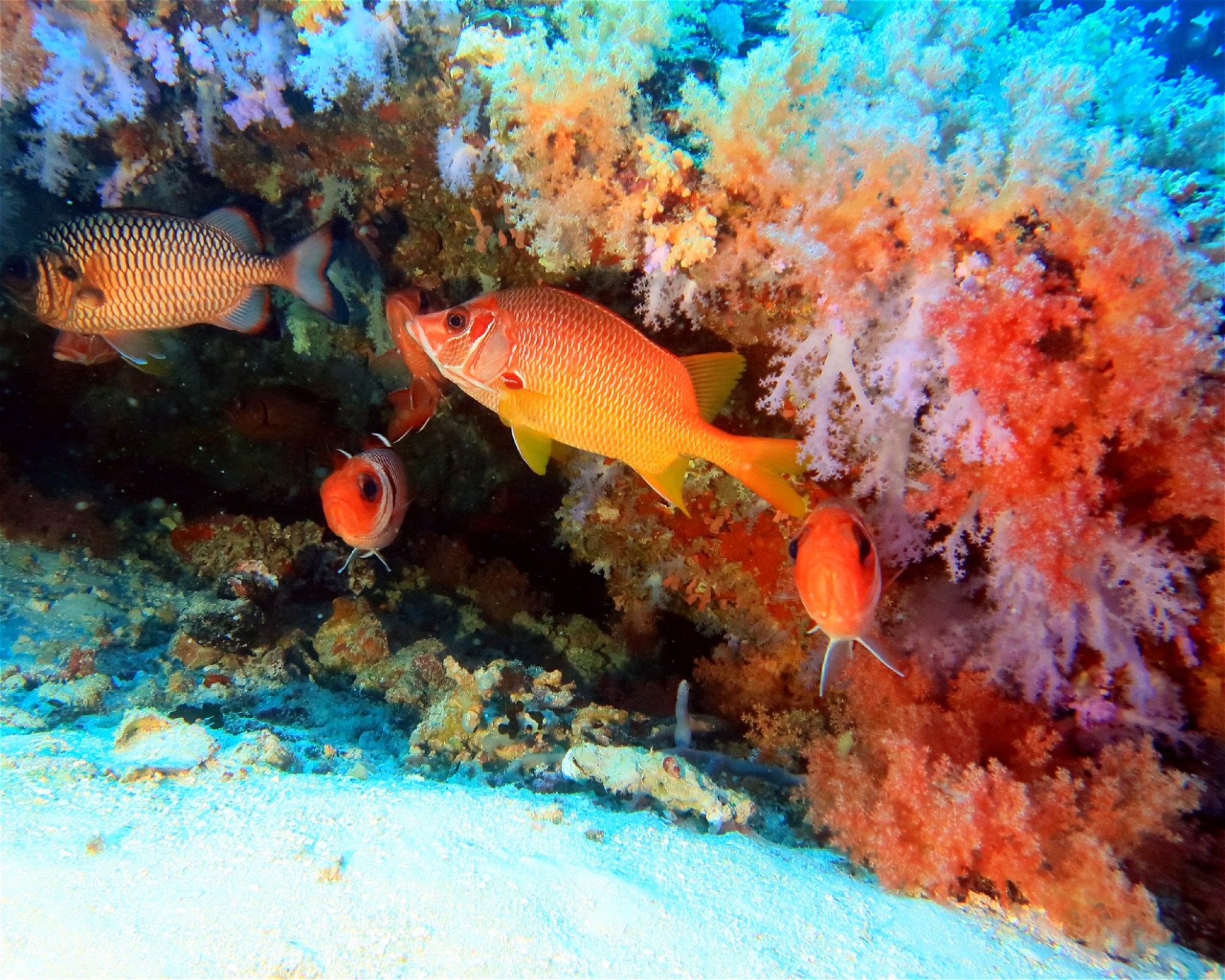 DivePoint Hudhuran Fushi, 20193 Male