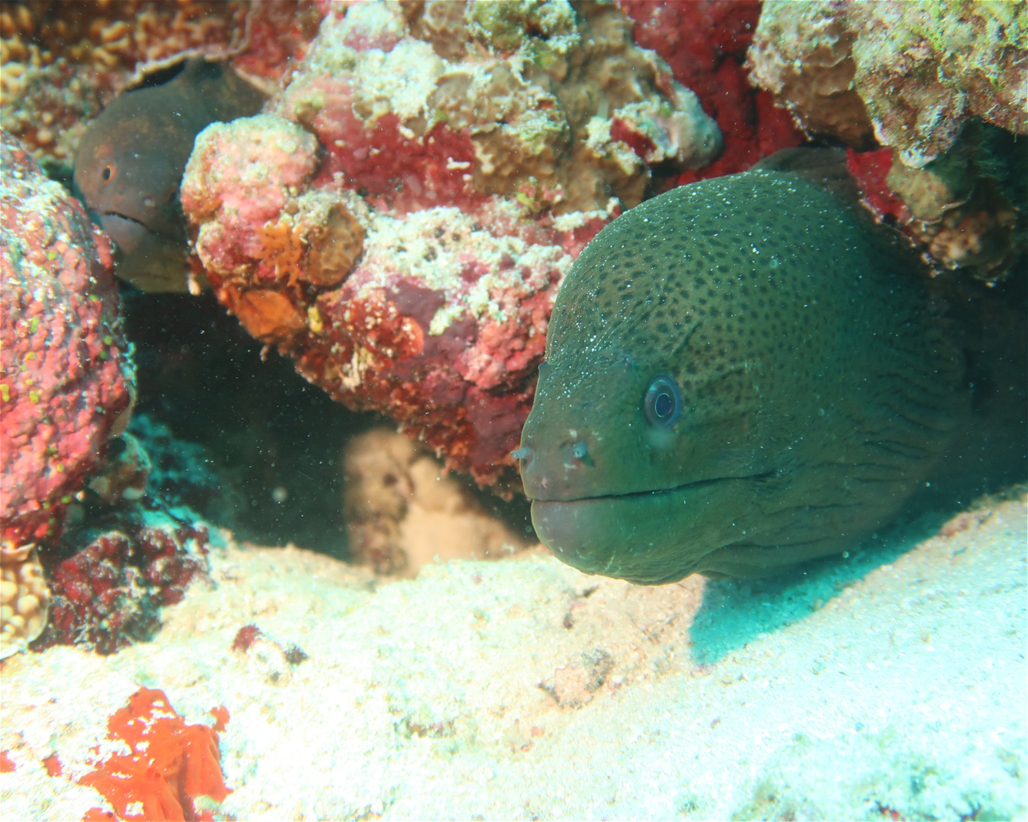 DivePoint Hudhuran Fushi, 20193 Male