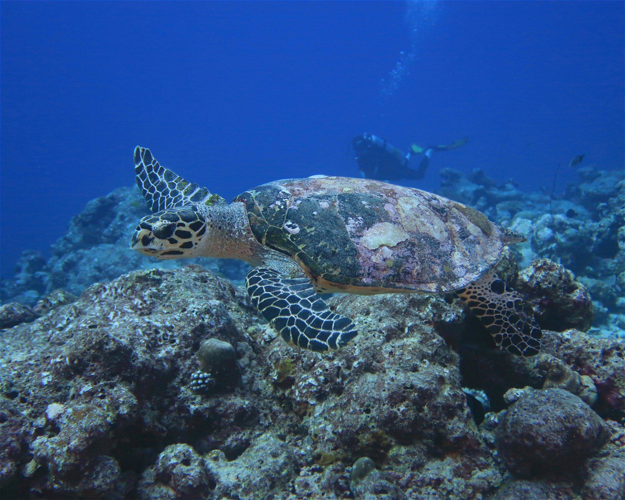 DivePoint Hudhuran Fushi, 20193 Male