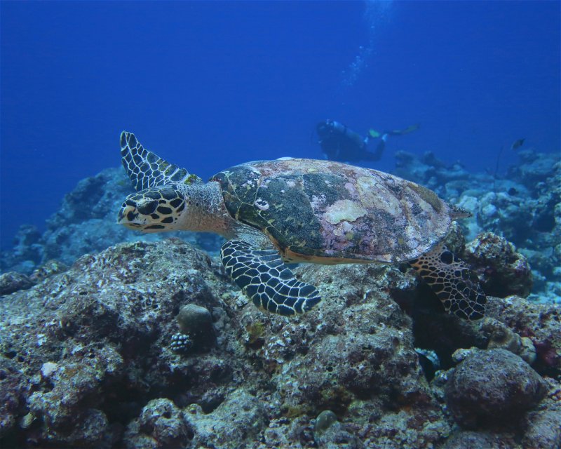 Divesite Image