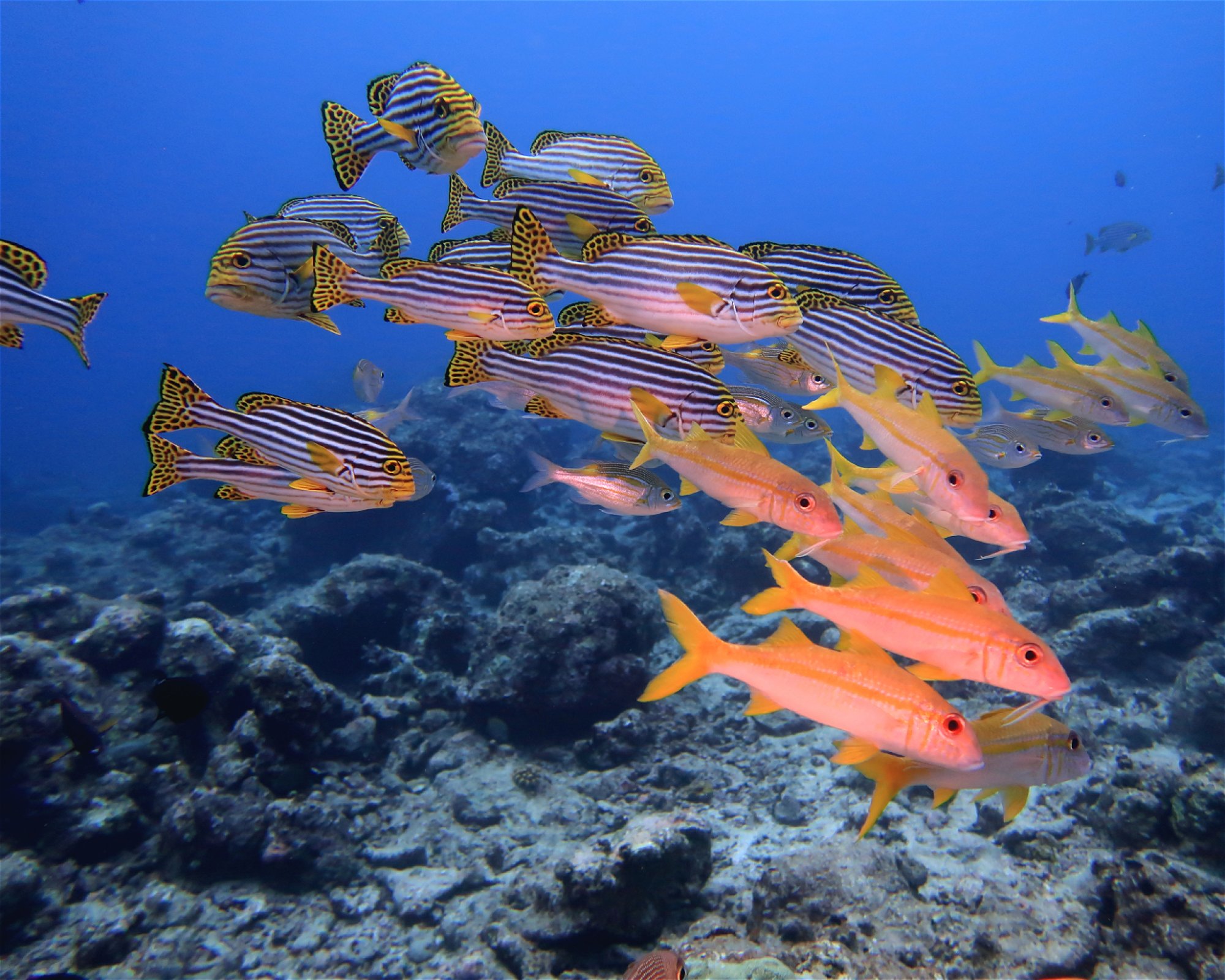 DivePoint Hudhuran Fushi, 20193 Male