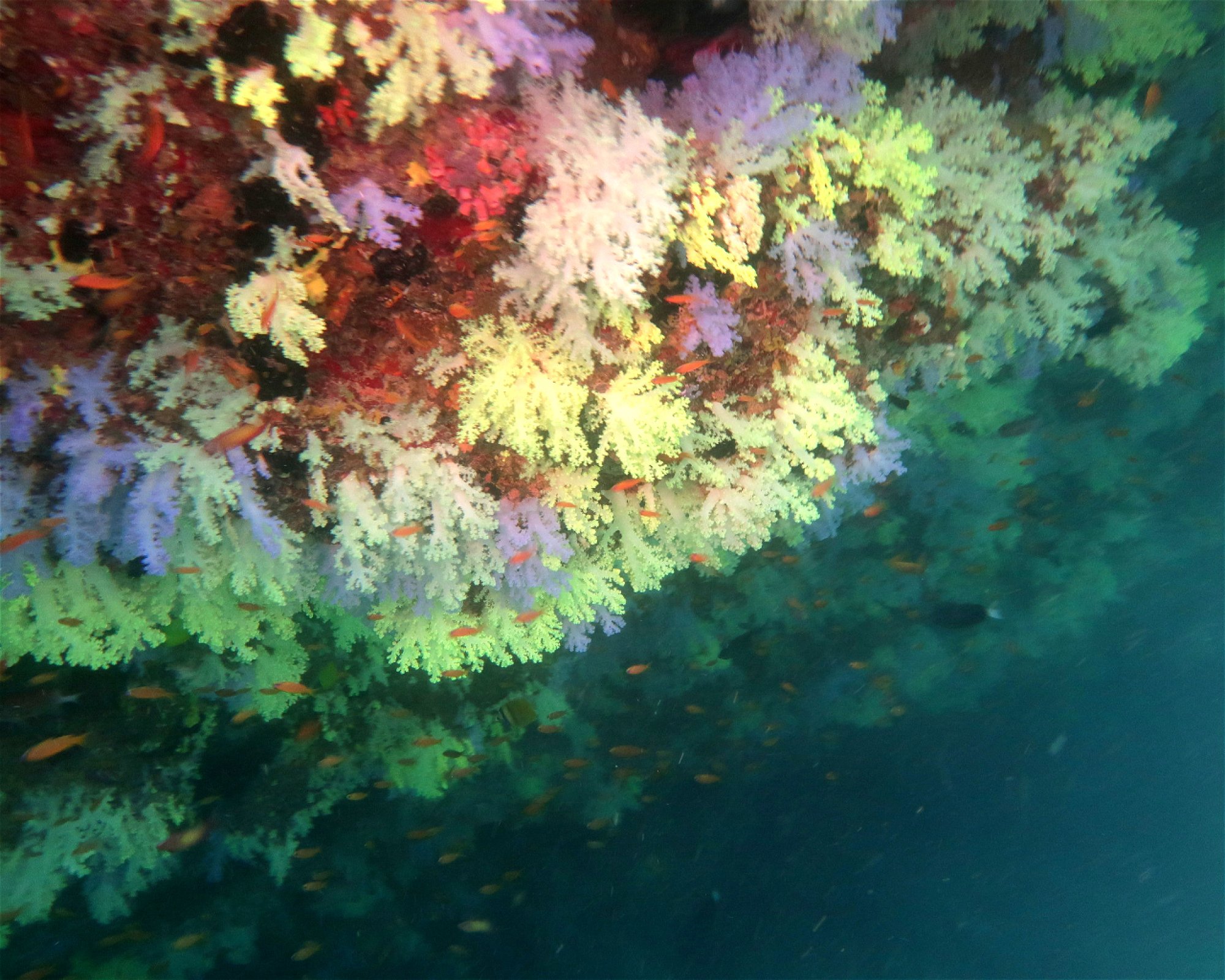DivePoint Hudhuran Fushi, 20193 Male