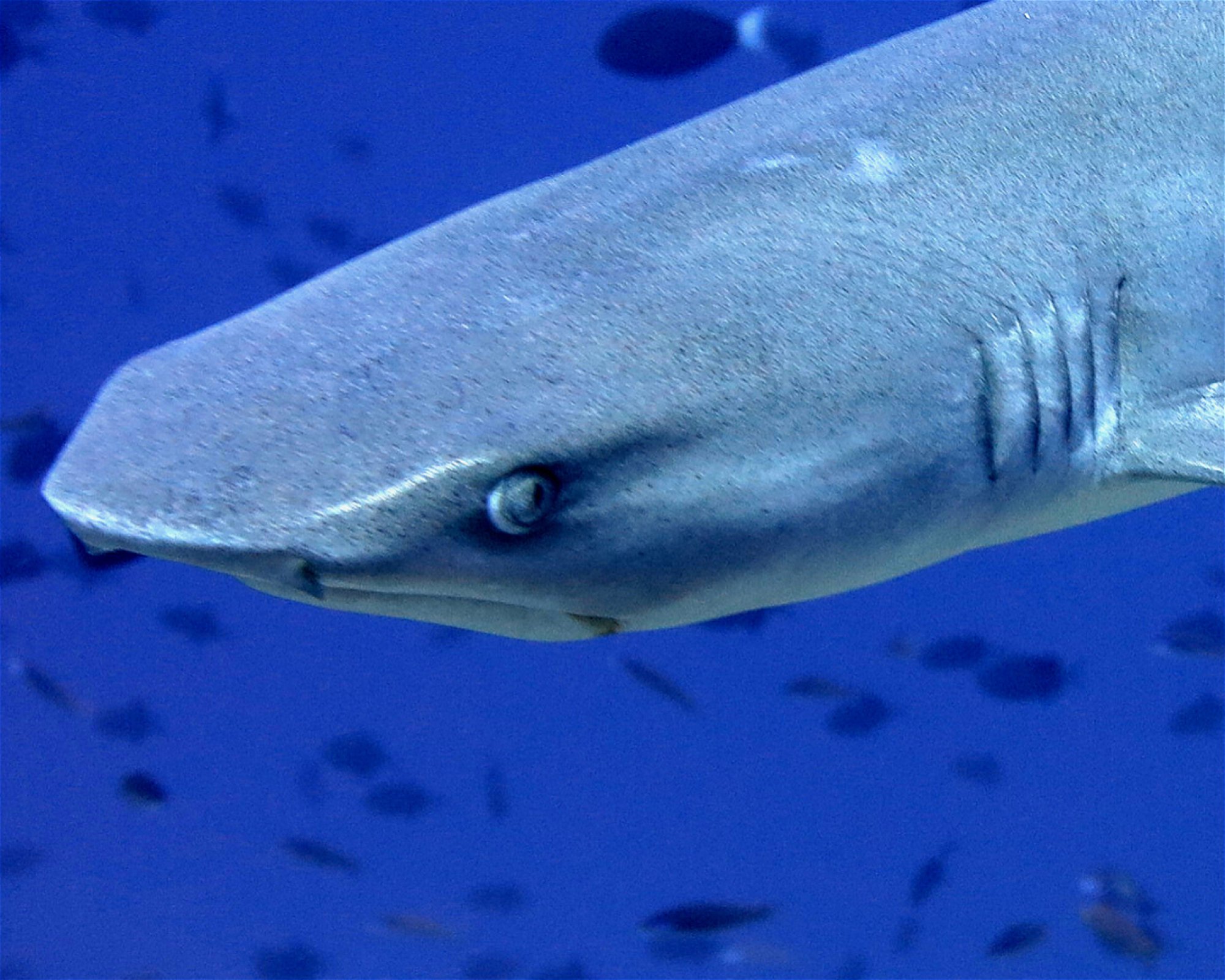 DivePoint Hudhuran Fushi, 20193 Male