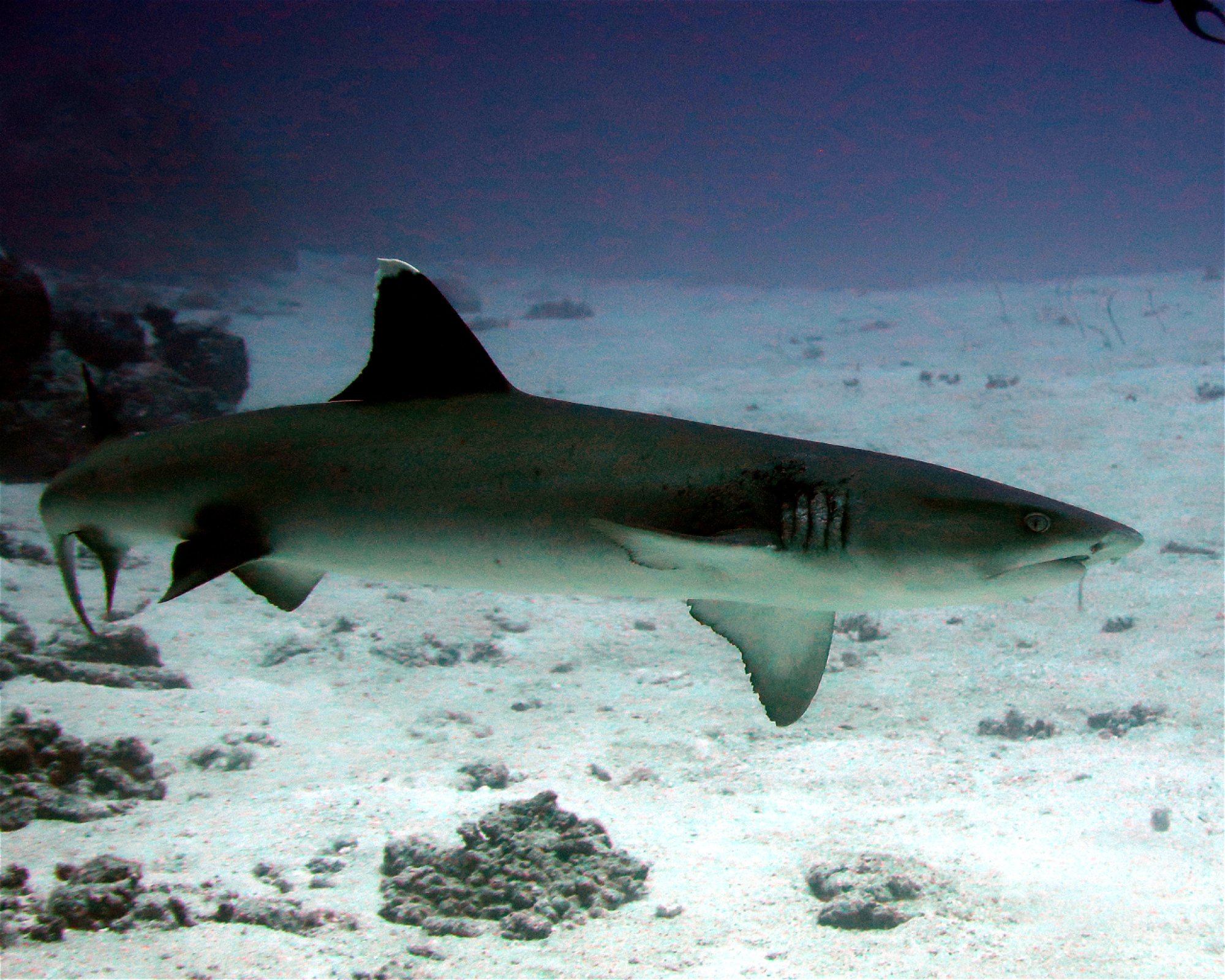 DivePoint Hudhuran Fushi, 20193 Male