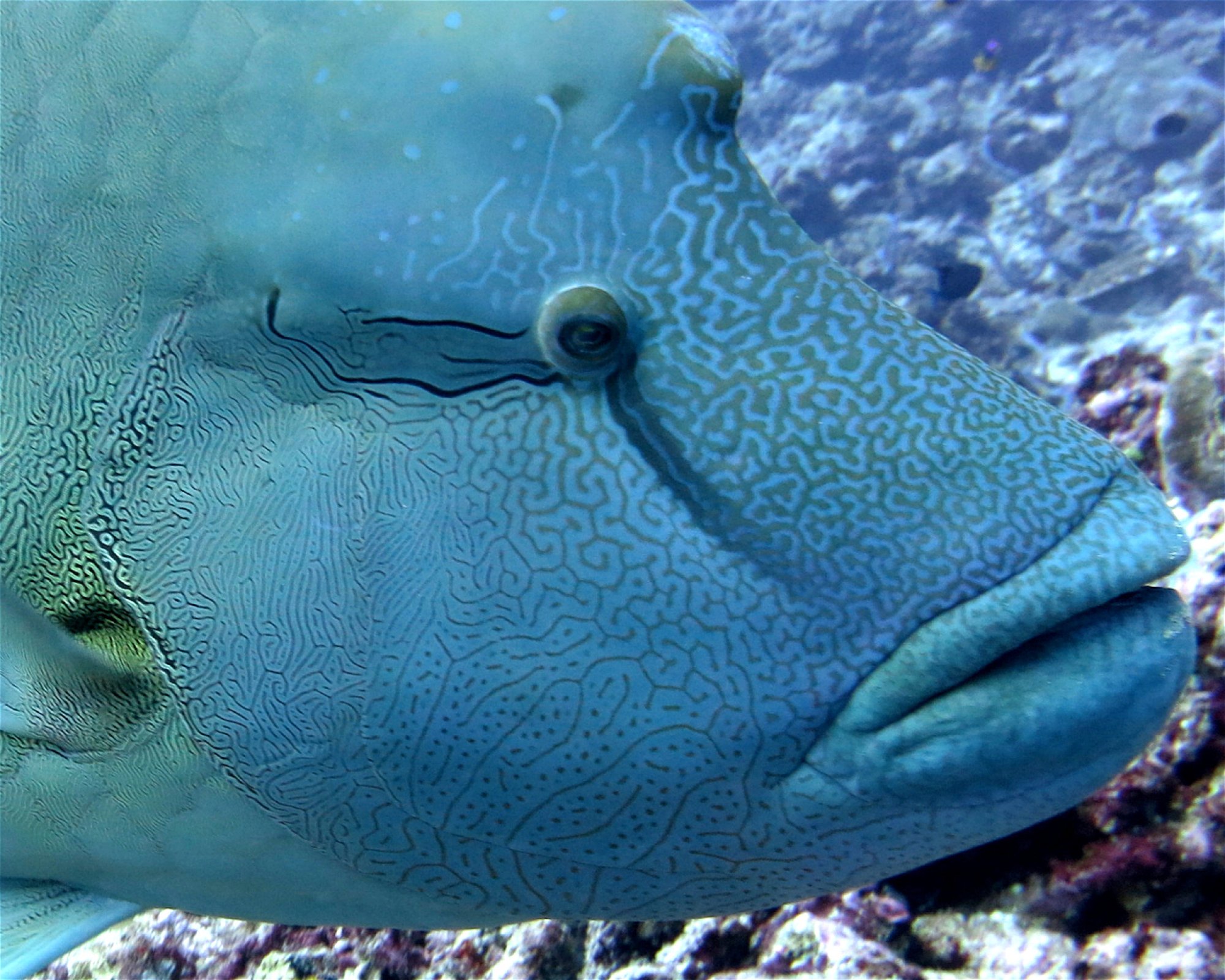 DivePoint Hudhuran Fushi, 20193 Male