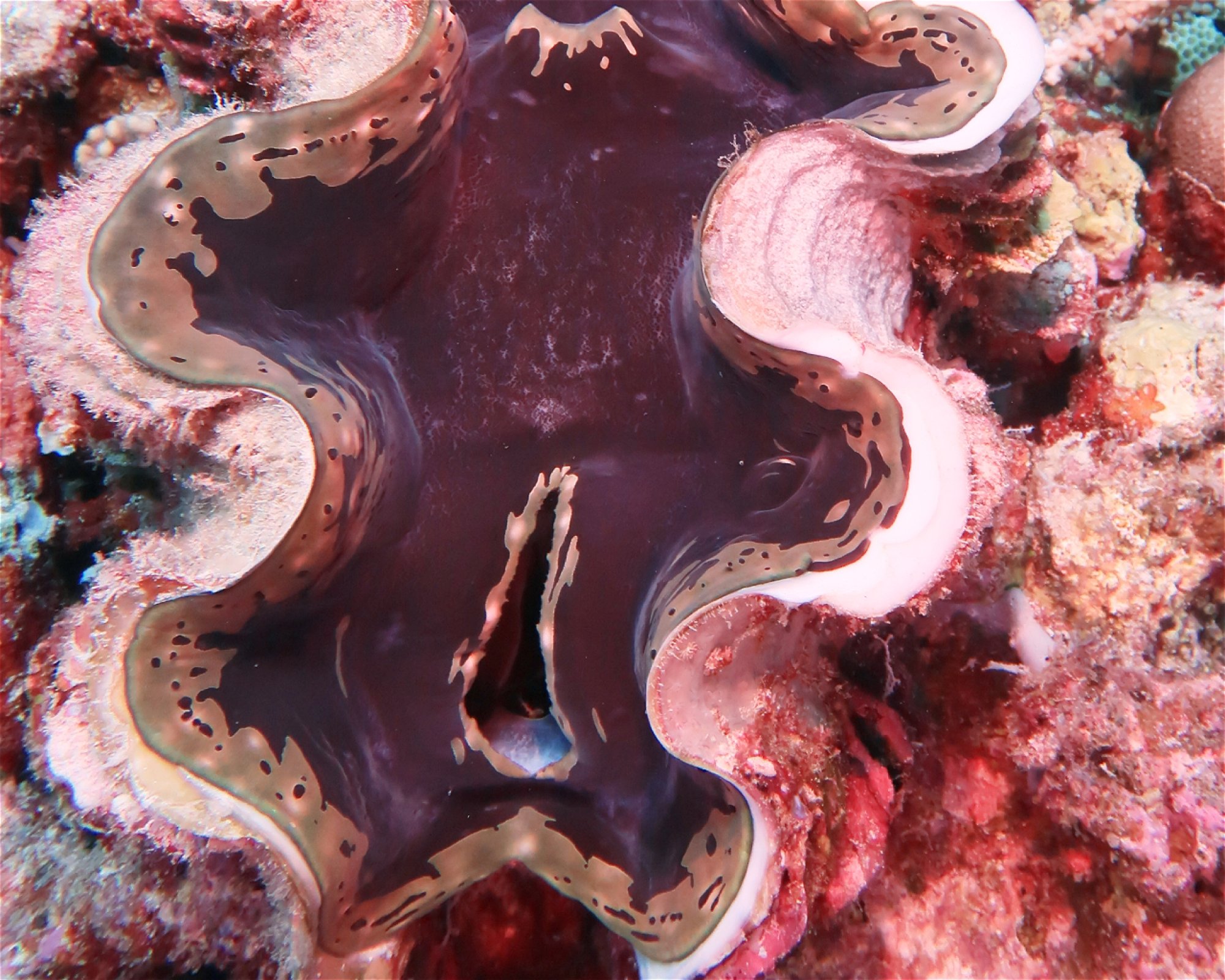 DivePoint Hudhuran Fushi, 20193 Male
