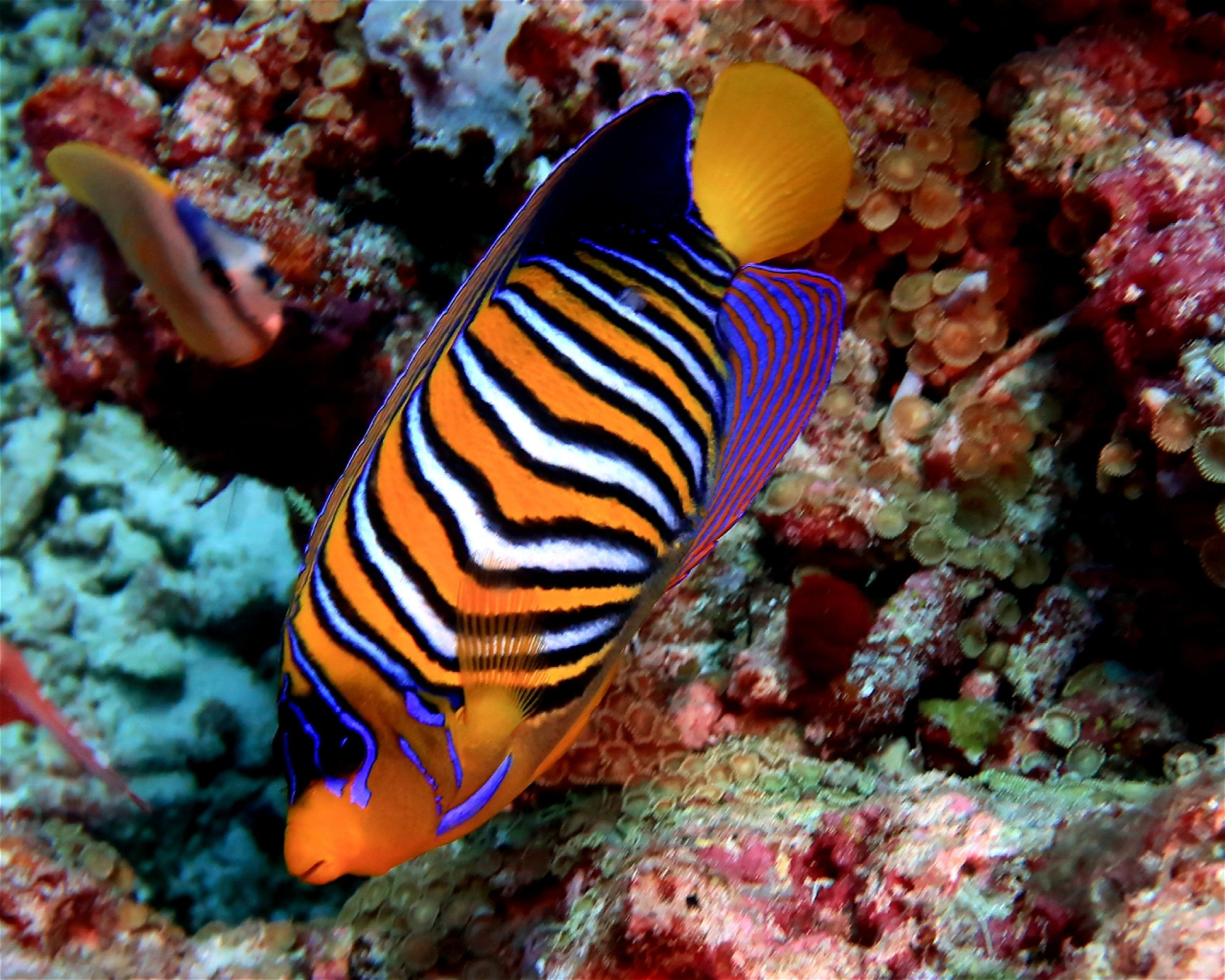 DivePoint Hudhuran Fushi, 20193 Male