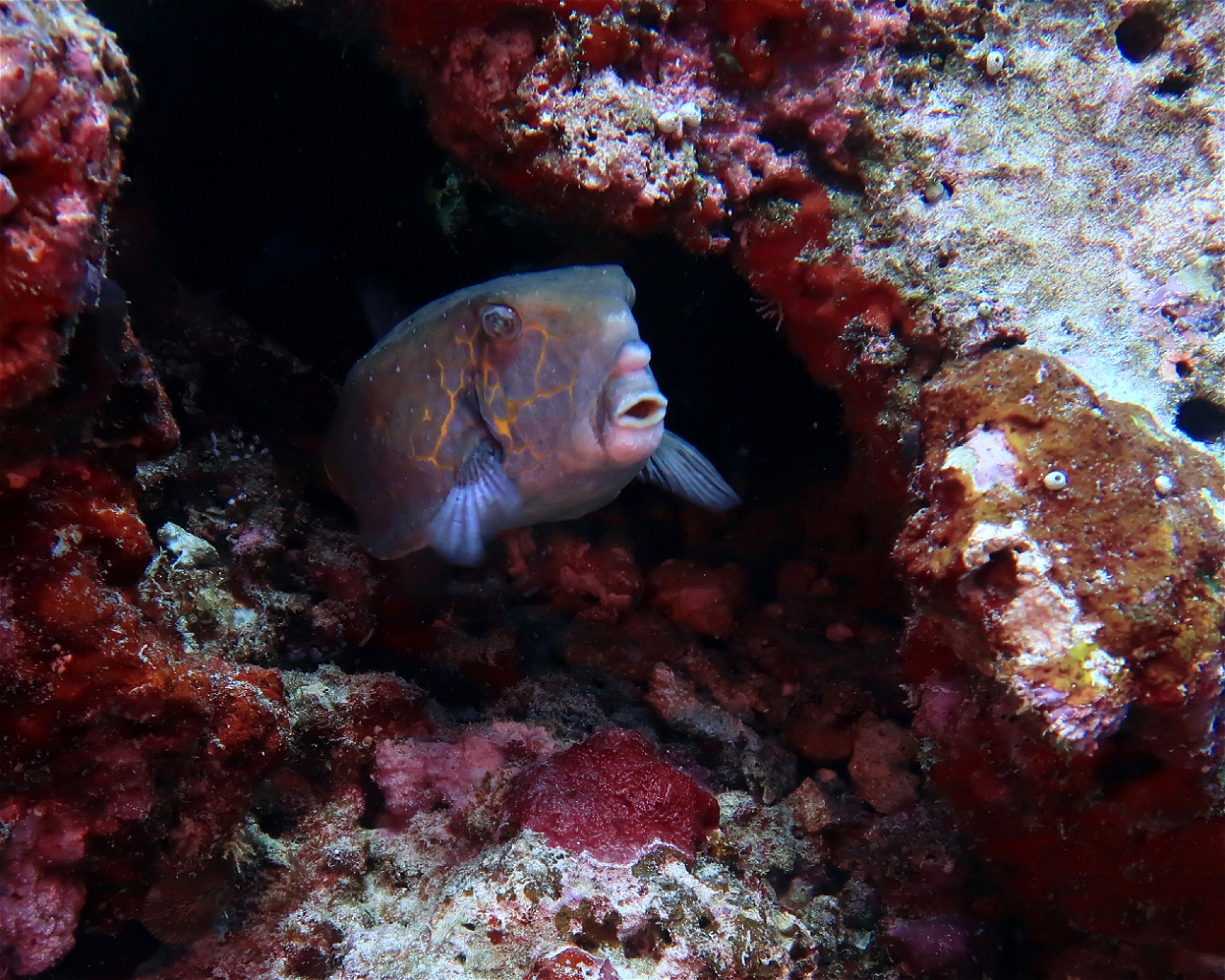DivePoint Hudhuran Fushi, 20193 Male