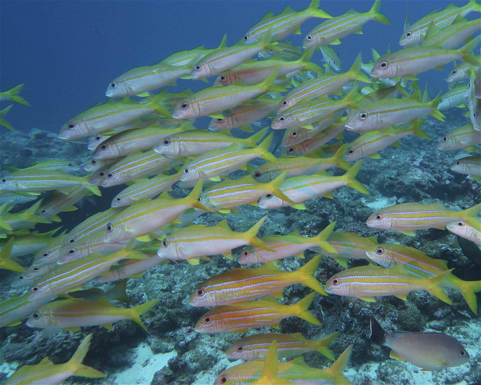 DivePoint Hudhuran Fushi, 20193 Male