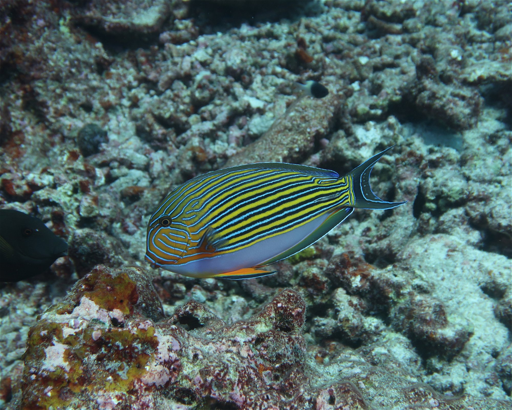 DivePoint Hudhuran Fushi, 20193 Male
