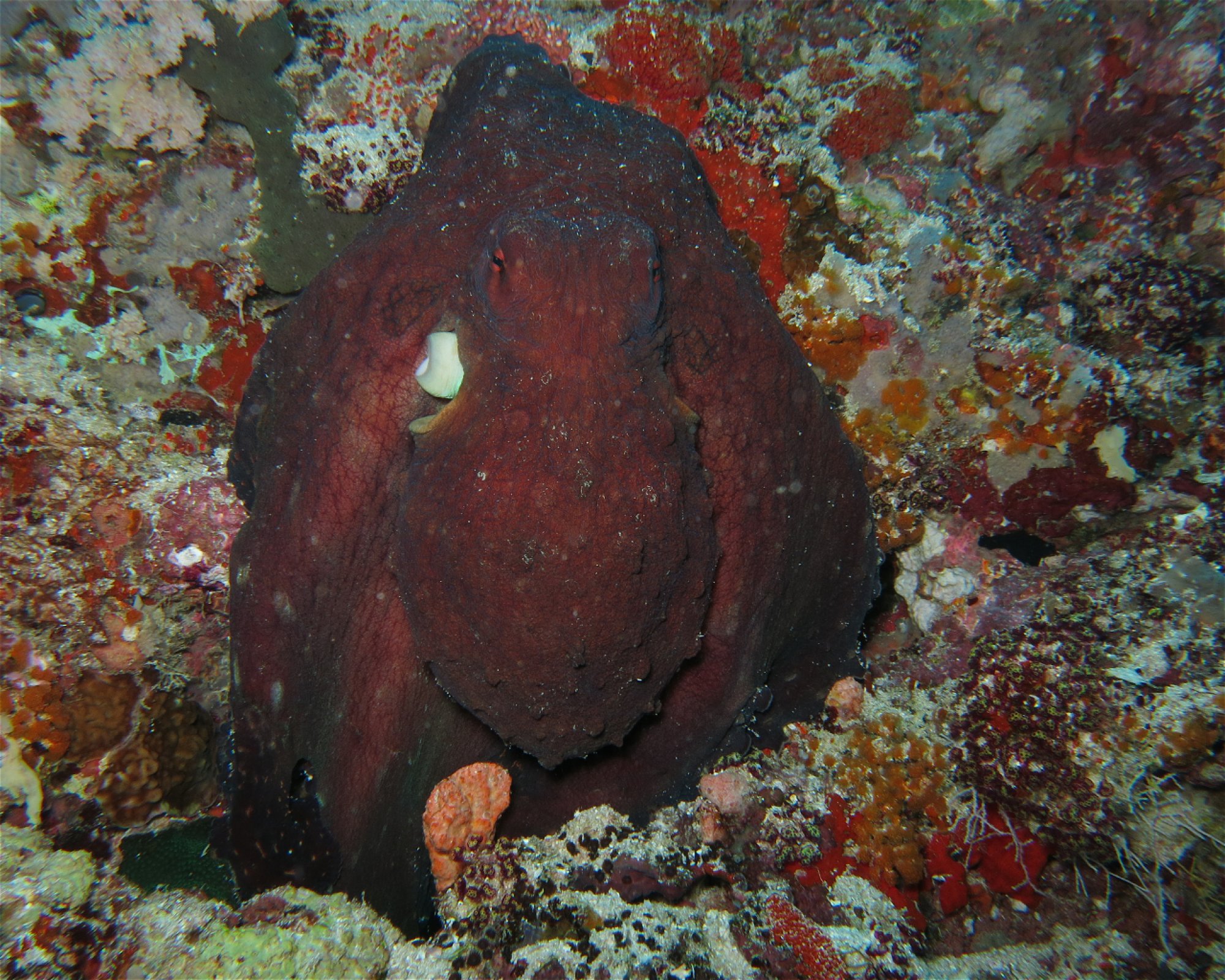 DivePoint Hudhuran Fushi, 20193 Male