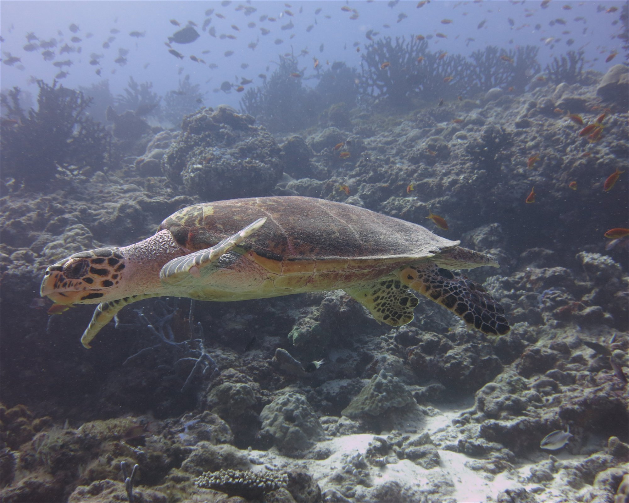 DivePoint Hudhuran Fushi, 20193 Male