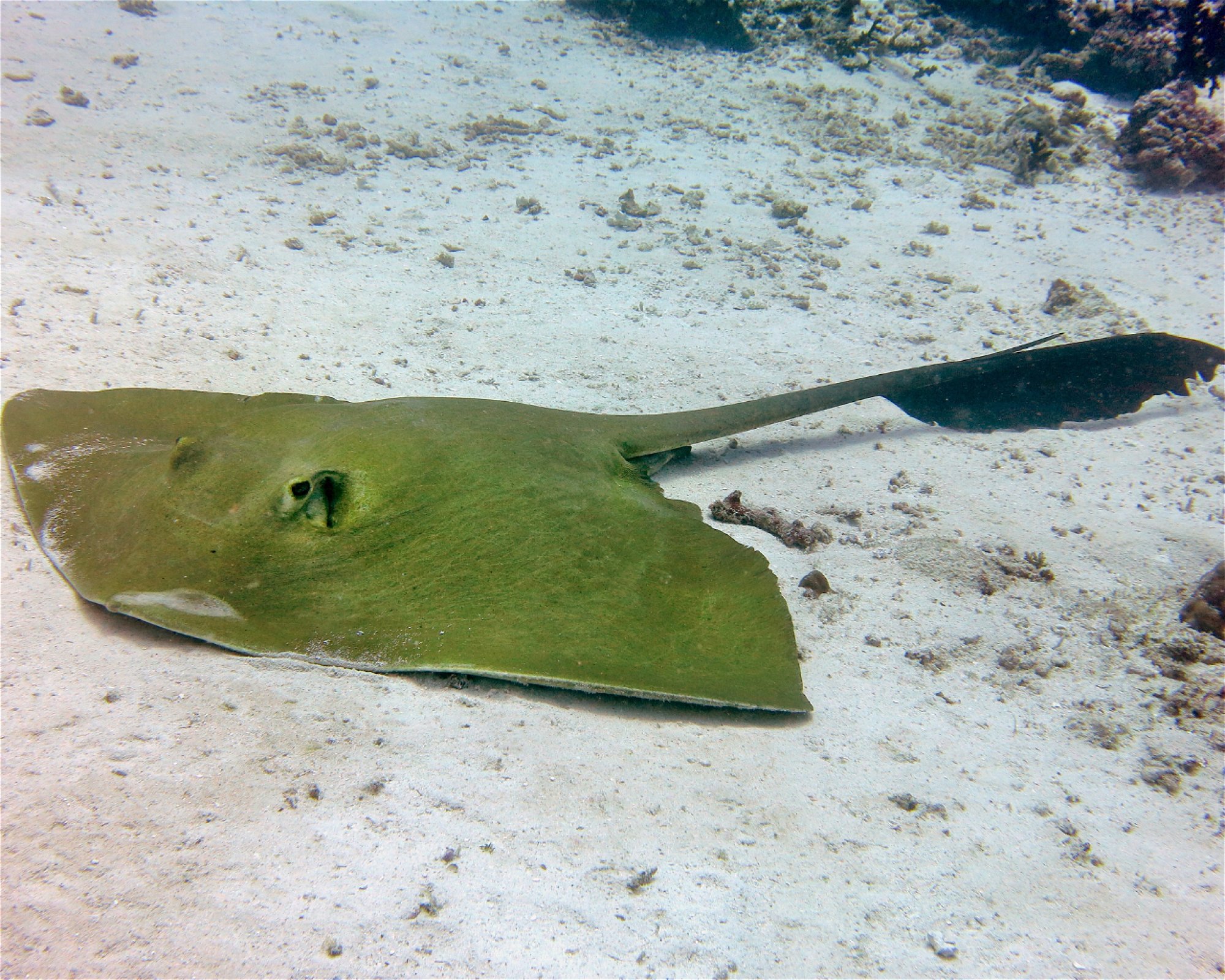 DivePoint Hudhuran Fushi, 20193 Male