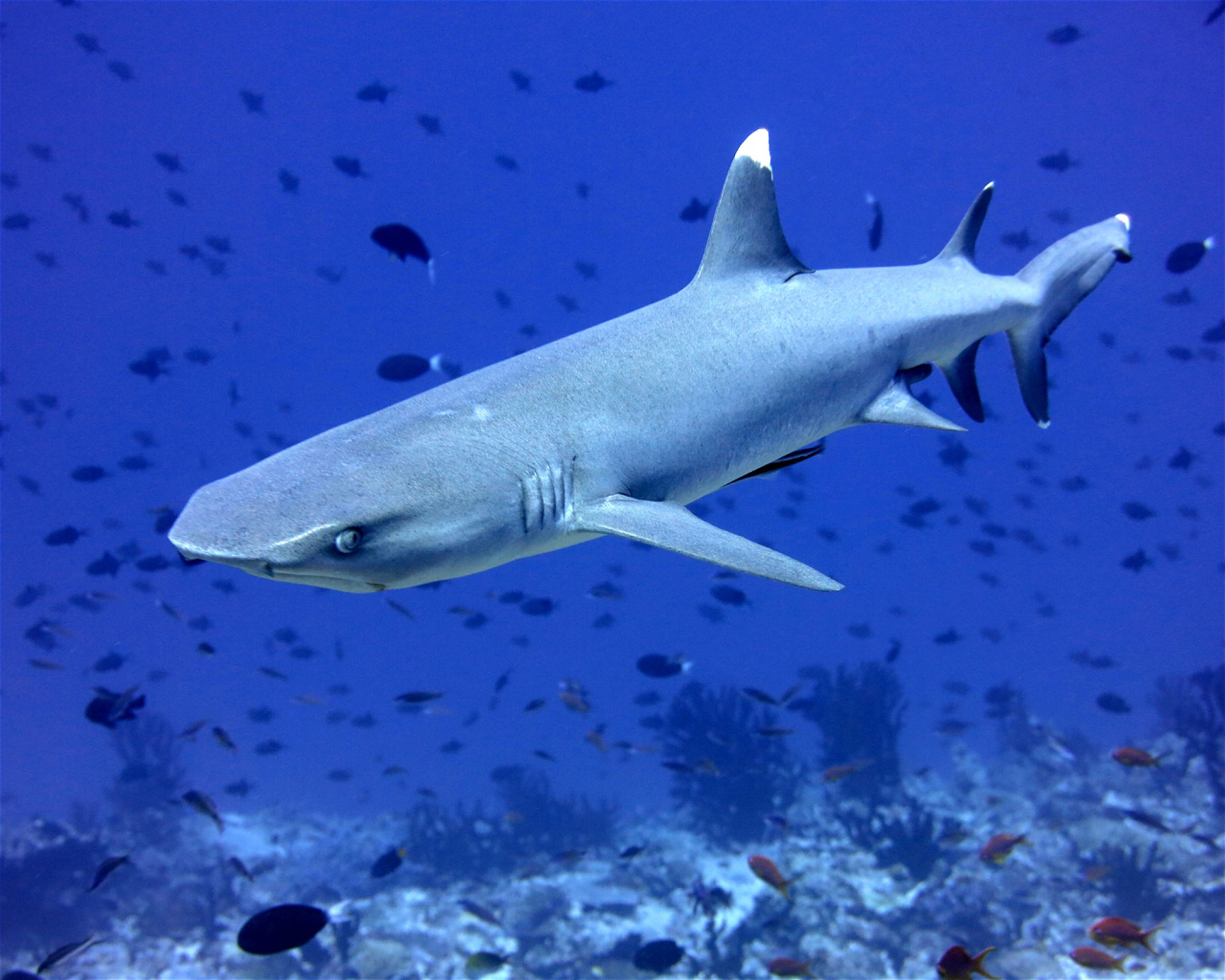 DivePoint Hudhuran Fushi, 20193 Male