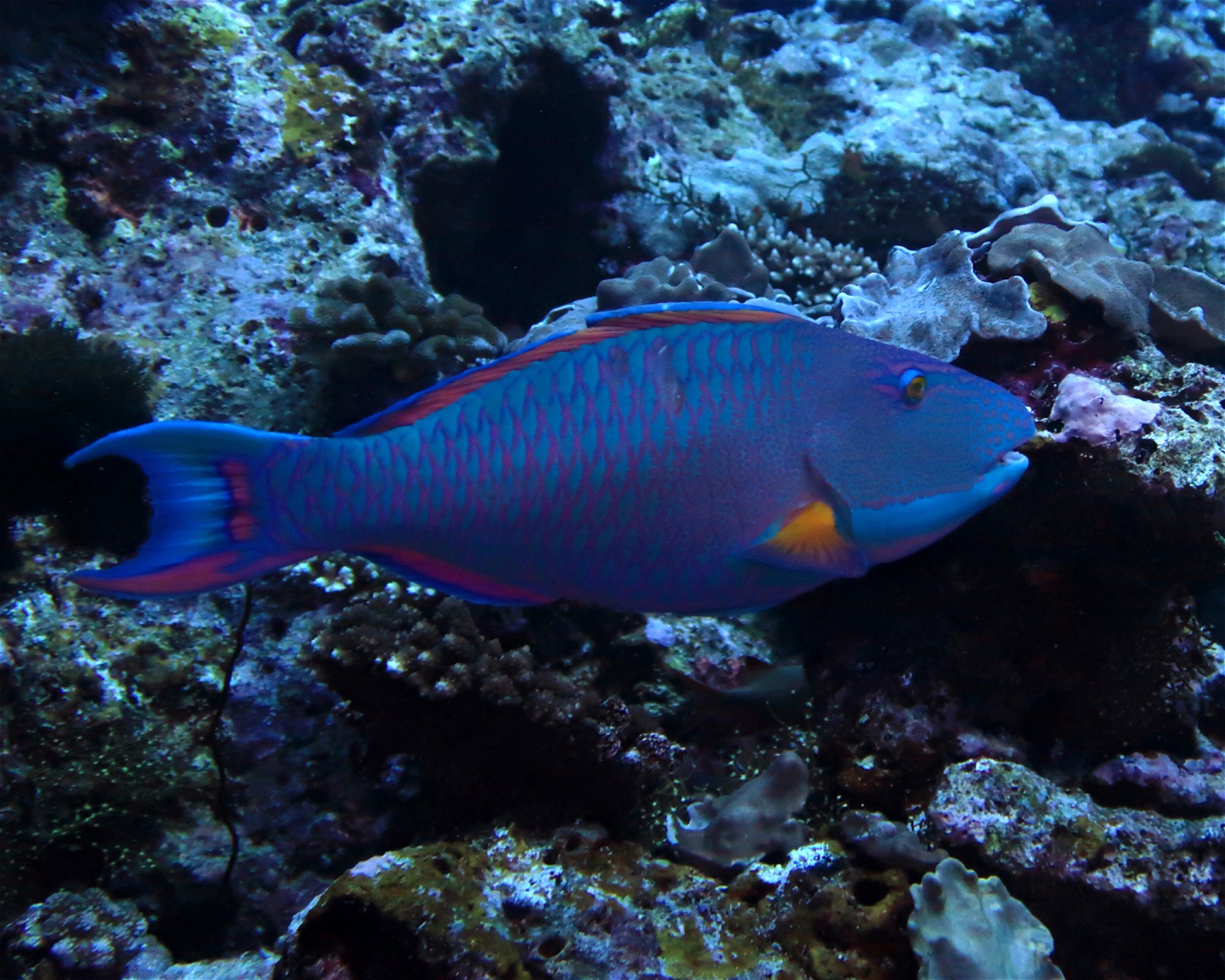 DivePoint Hudhuran Fushi, 20193 Male