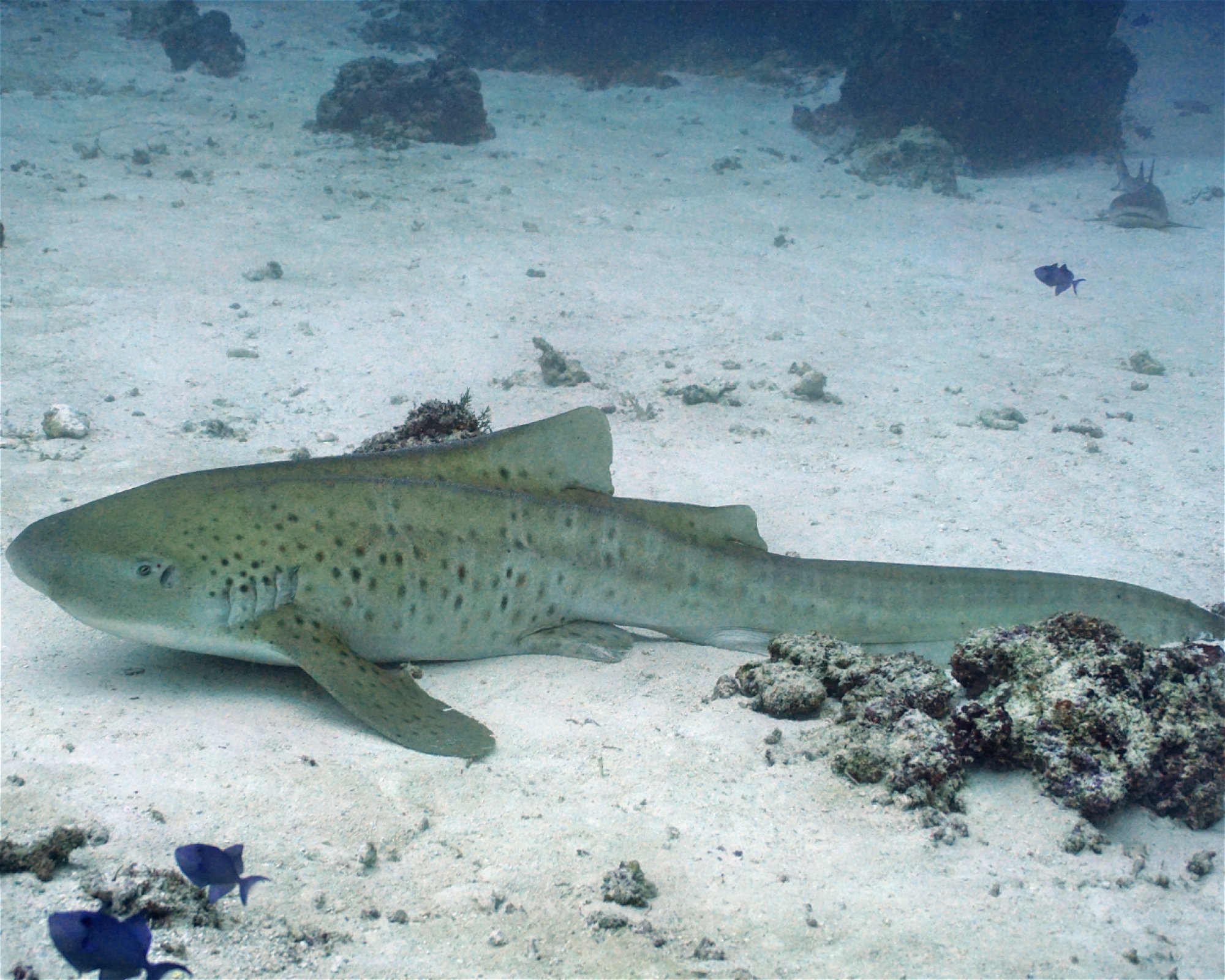 DivePoint Hudhuran Fushi, 20193 Male