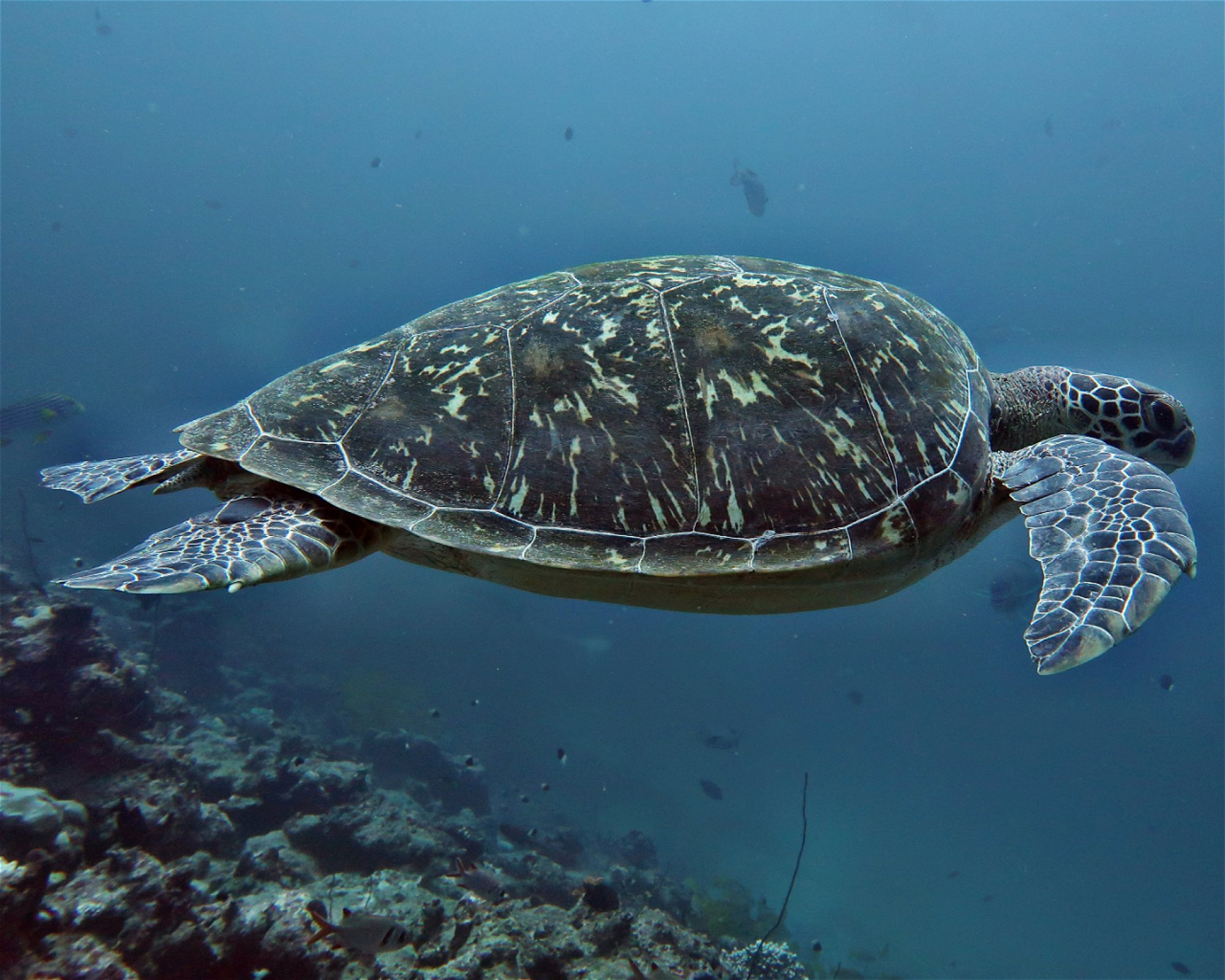 DivePoint Hudhuran Fushi, 20193 Male