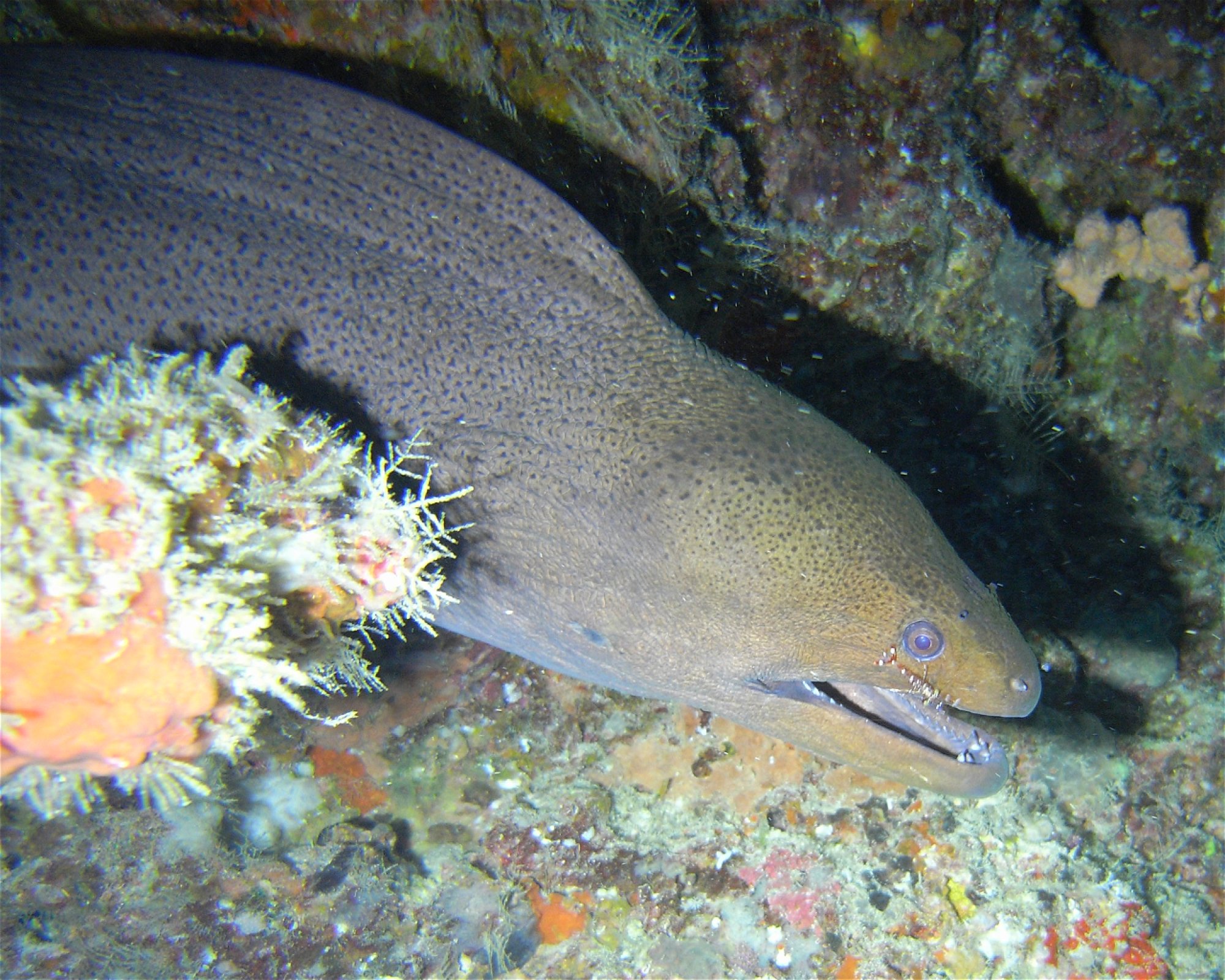 DivePoint Hudhuran Fushi, 20193 Male