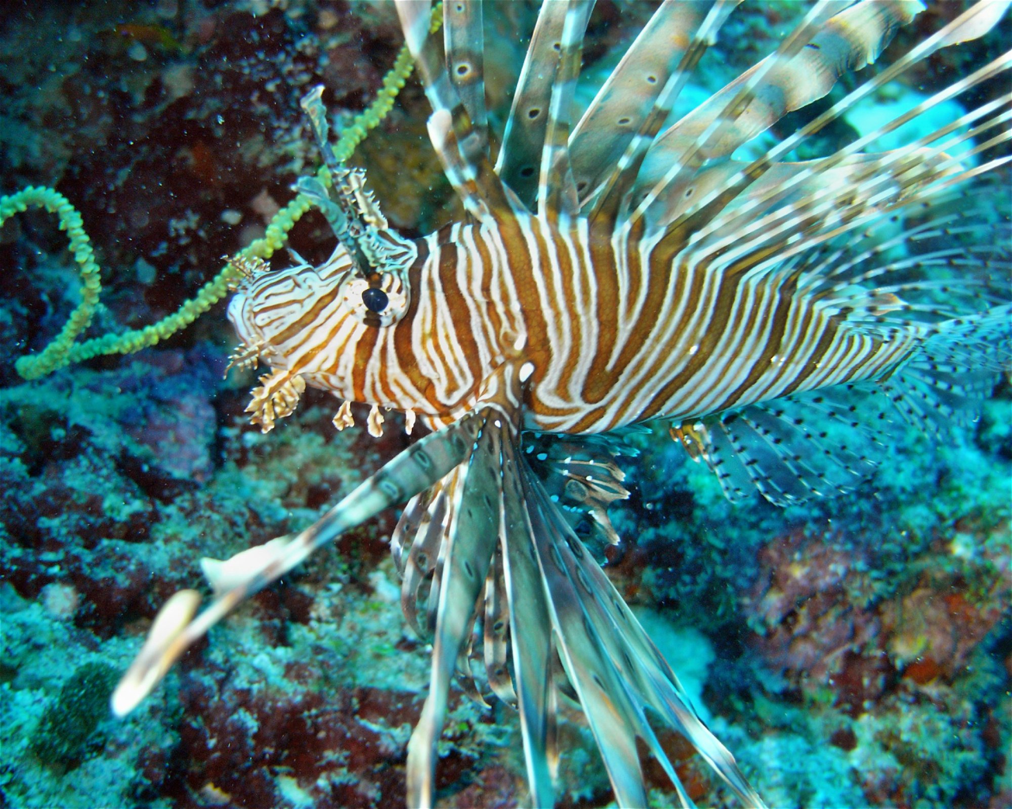 DivePoint Hudhuran Fushi, 20193 Male