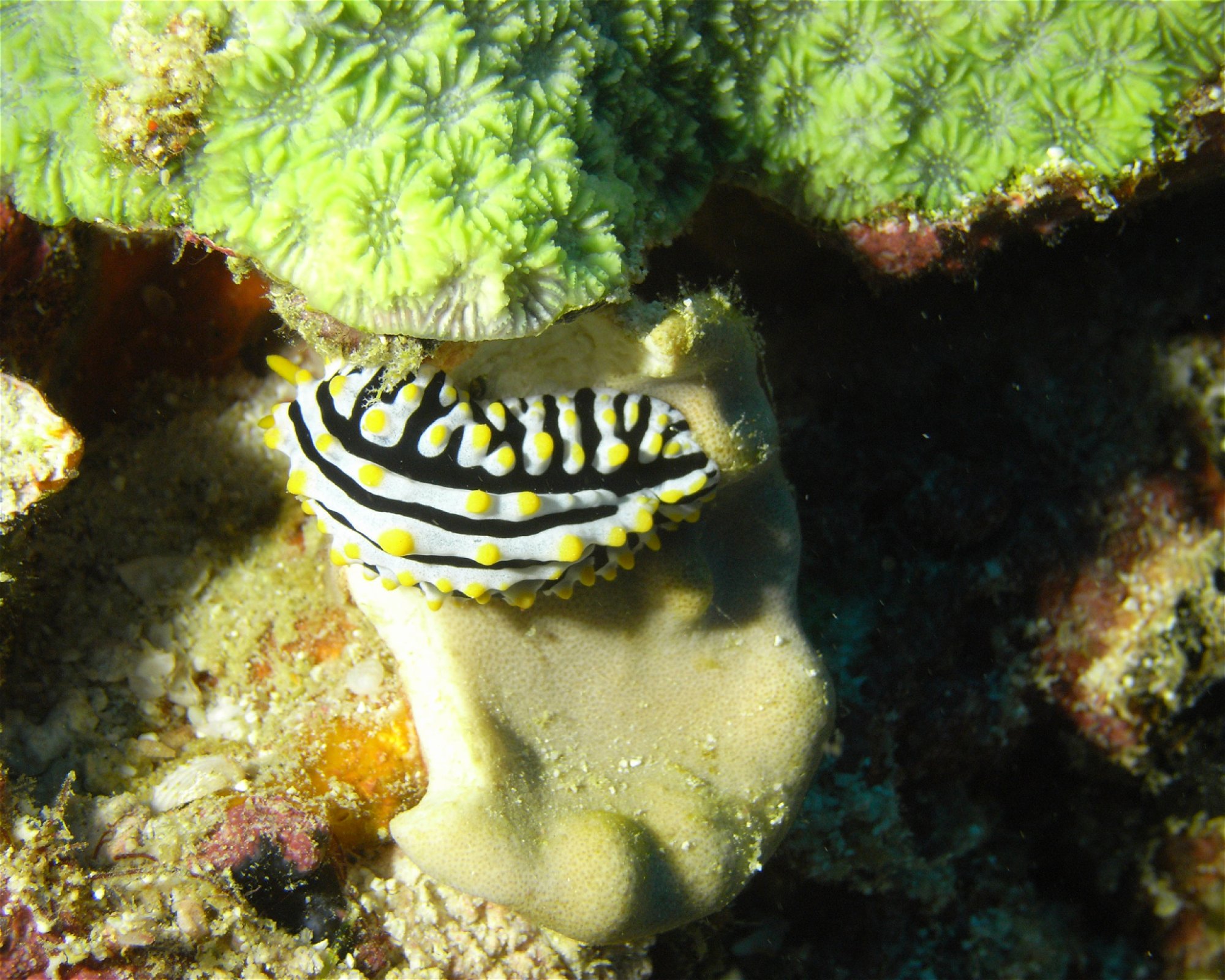 DivePoint Hudhuran Fushi, 20193 Male