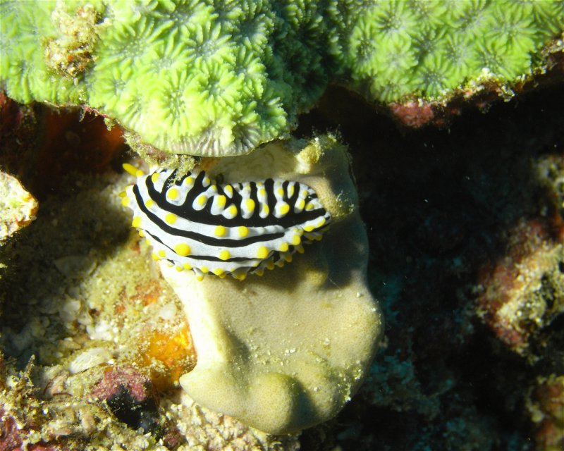 Divesite Image