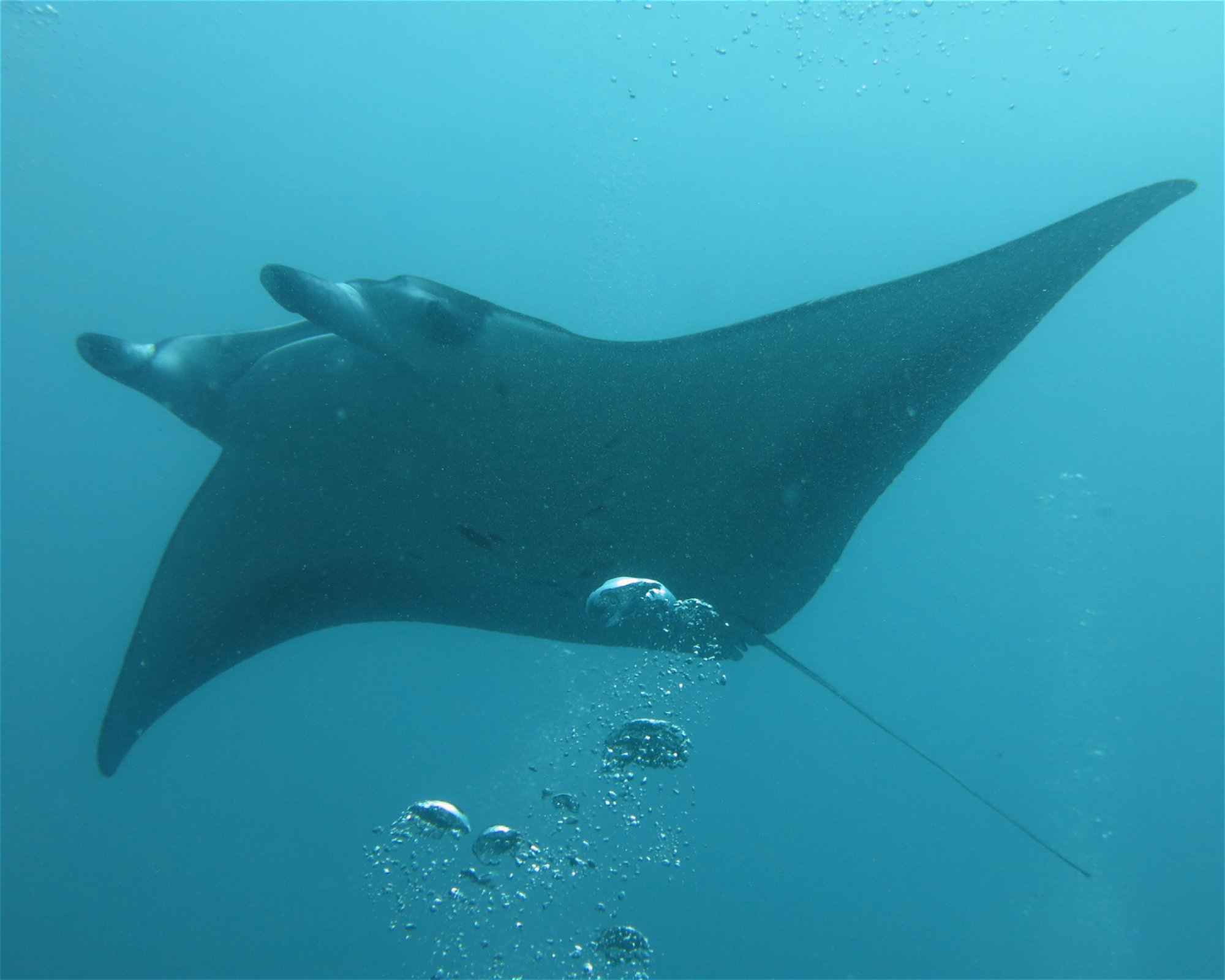 DivePoint Hudhuran Fushi, 20193 Male