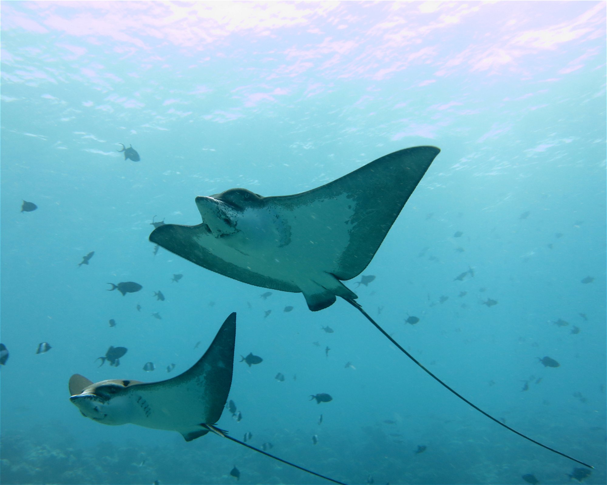DivePoint Hudhuran Fushi, 20193 Male