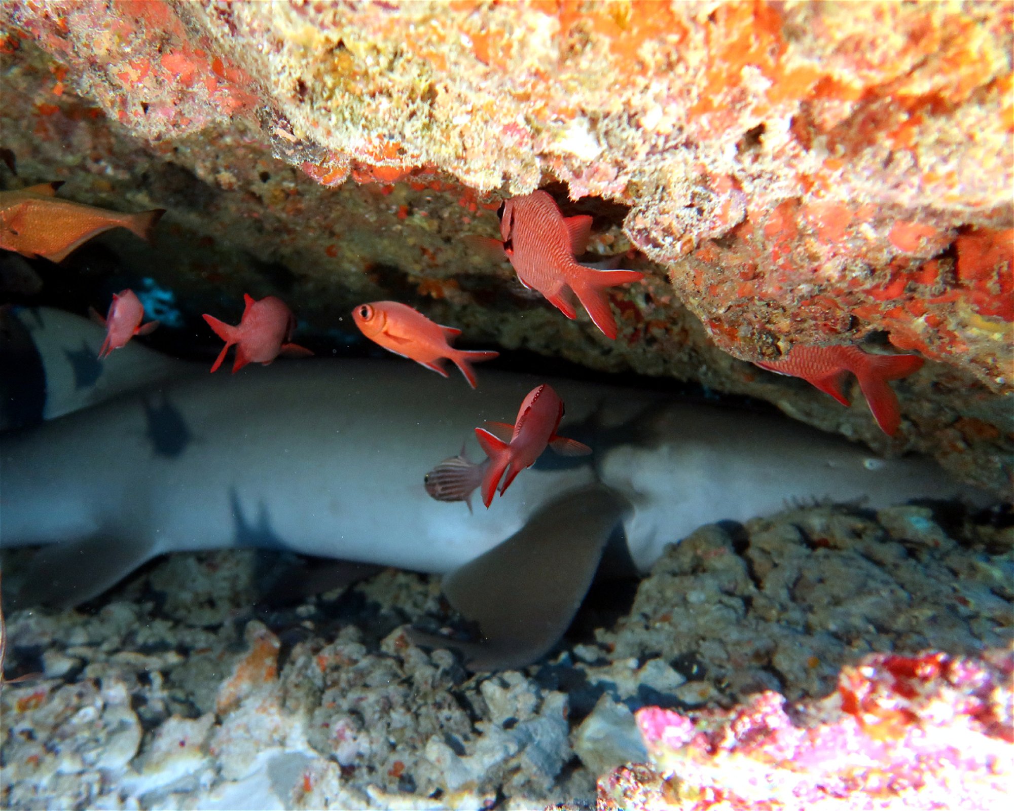 DivePoint Hudhuran Fushi, 20193 Male