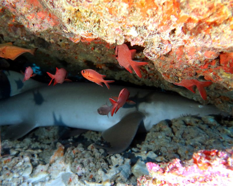 Divesite Image